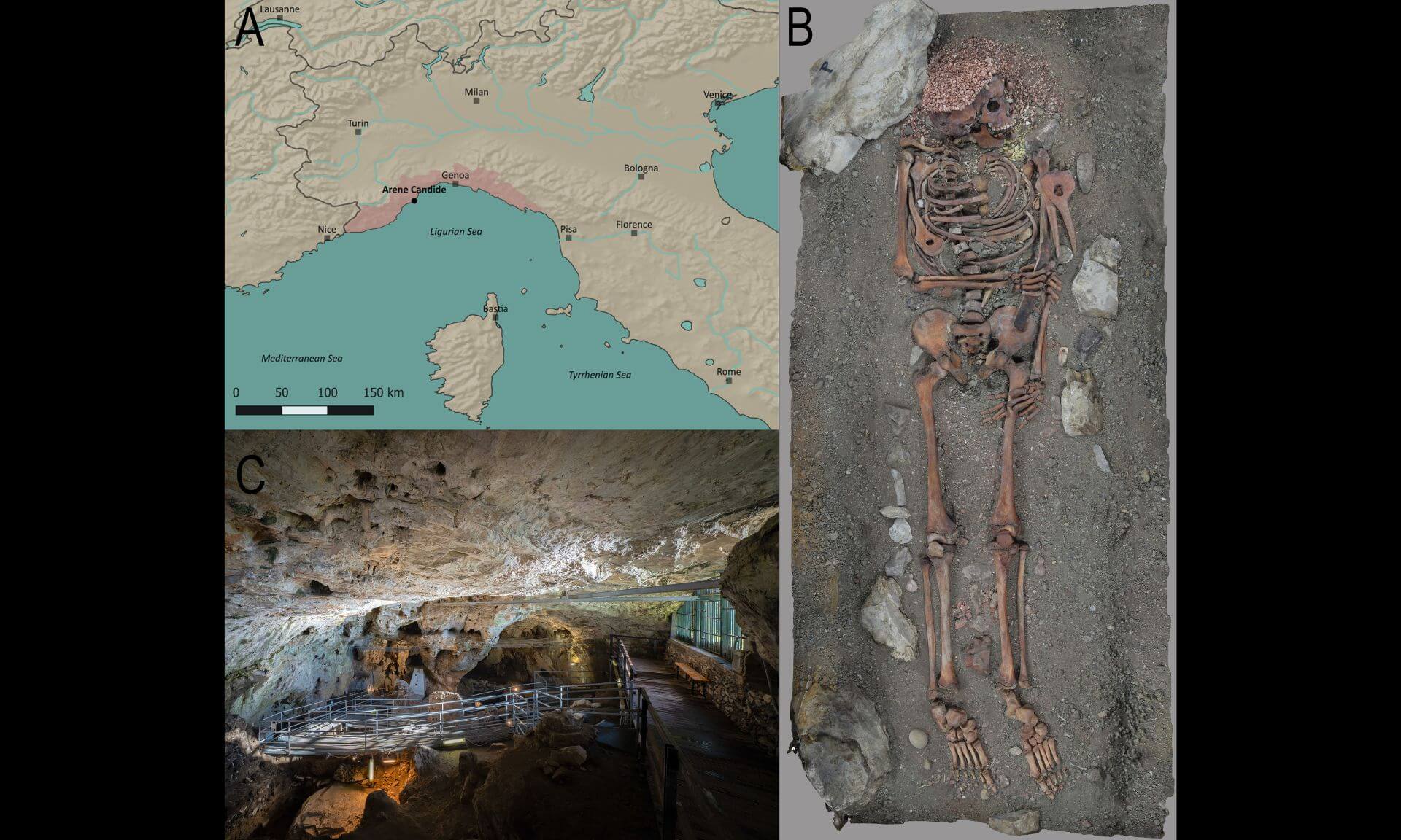 A: Geographic location of Arene Candide in northern Italy, with the Liguria region highlighted in red. B: Zenithal view of the “Il Principe” burial, as displayed at the Museo di Archeologia Ligure, Genova Pegli. The photogrammetric model was created for this study. C: a view of the eastern hall of Arene Candide Cave. 