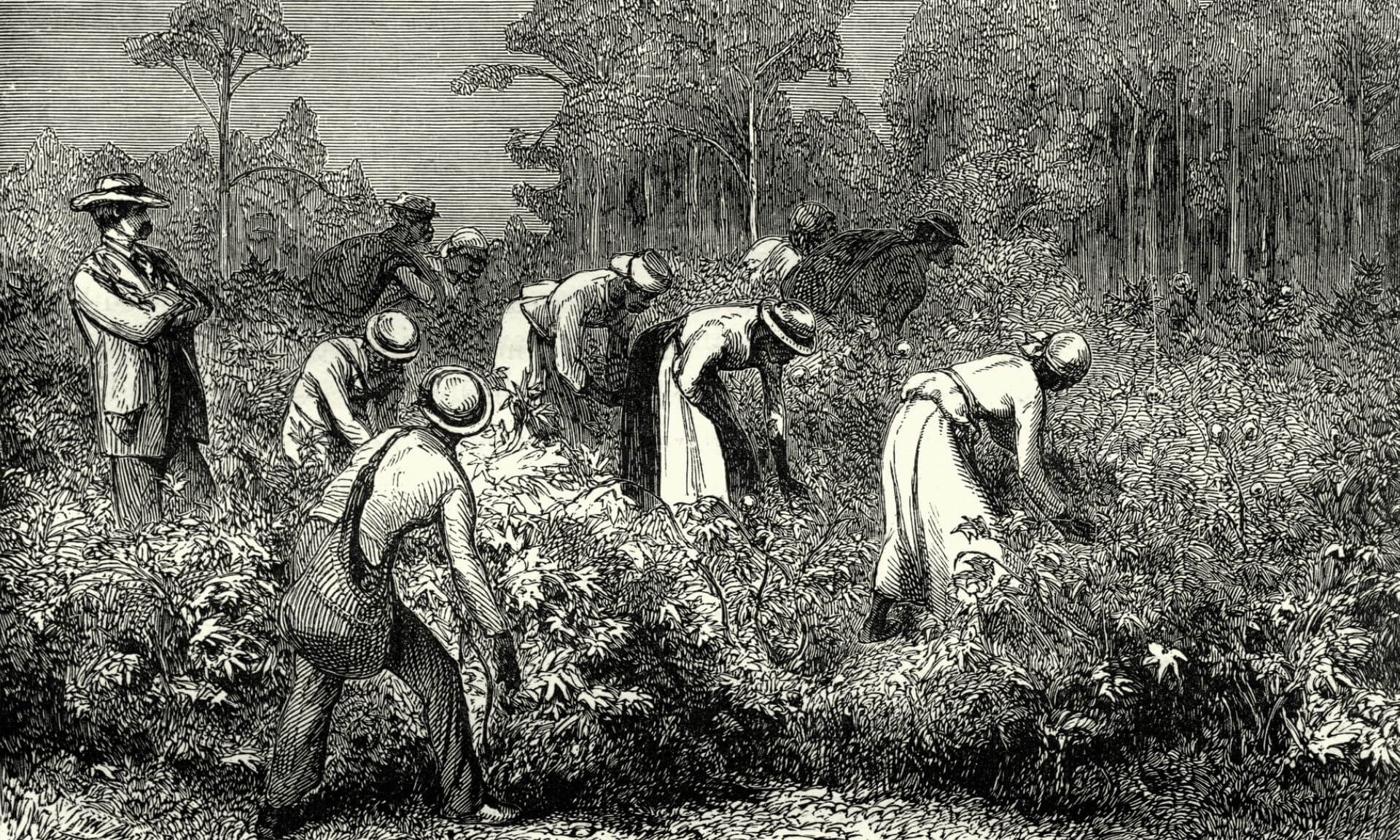 Durant la période «antebellum», près de 40 % des membres du Congrès possèdent ou ont possédé des esclaves.