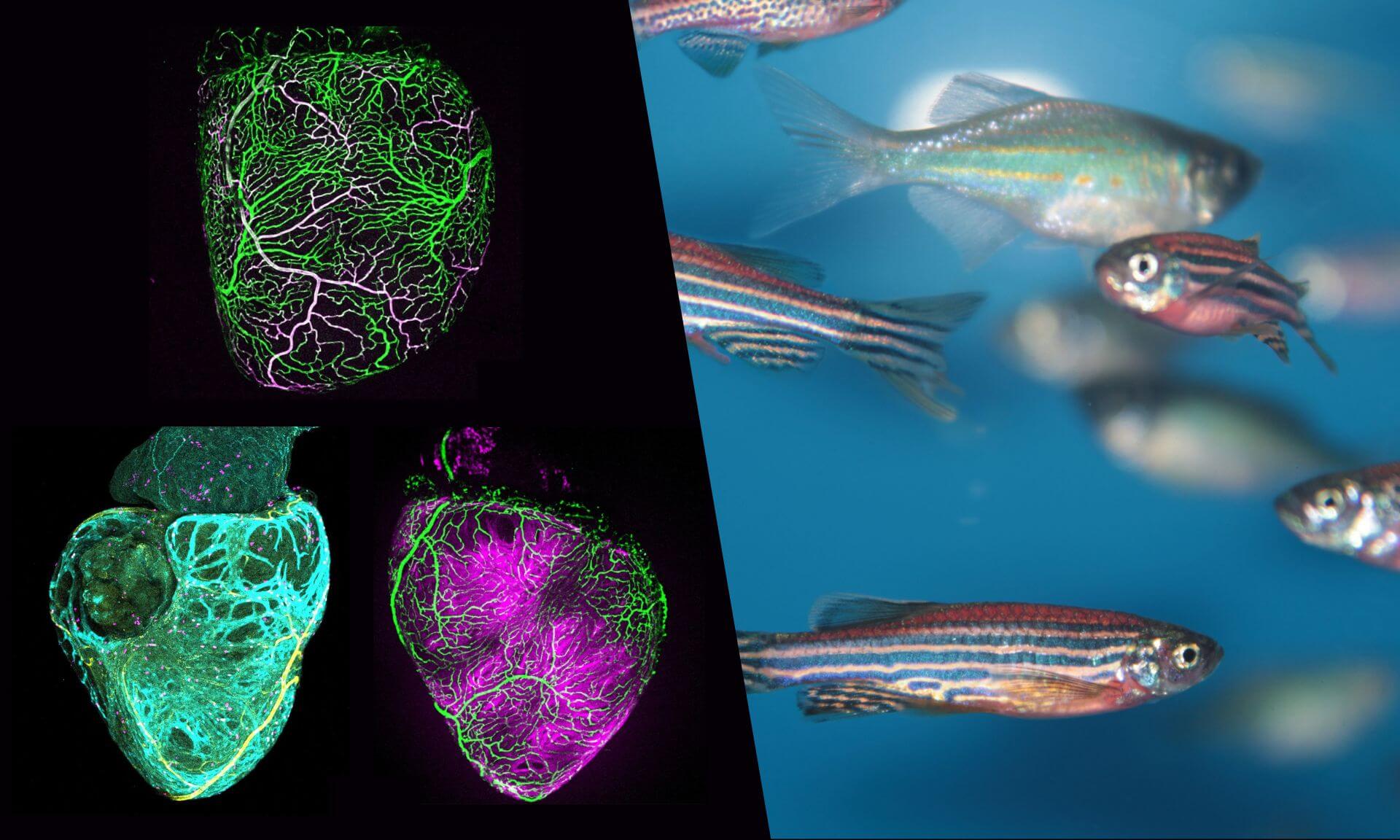 Top left: This view of the zebrafish ventricle reveals the emergence of future coronary vessels, made visible through two fluorescent lines that label endothelial cells as they form. Bottom left: Using different fluorescent markers, this image simultaneously shows nascent coronary vessels, cardiomyocytes, and proliferating cells, illustrating the synchronized growth of the vascular network and the cardiac muscle. Bottom right: This view highlights the parallel progression of the developing coronary vessels and the growing cardiac muscle tissue, each marked with a distinct fluorescent color that allows their coordinated maturation to be followed.