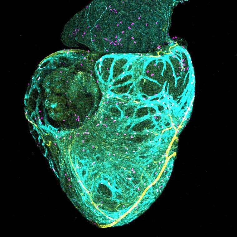 Grâce à différents marqueurs fluorescents, on peut voir simultanément les vaisseaux coronaires naissants, les cardiomyocytes et les cellules se multipliant, illustrant la croissance synchronisée du réseau vasculaire et du muscle cardiaque.