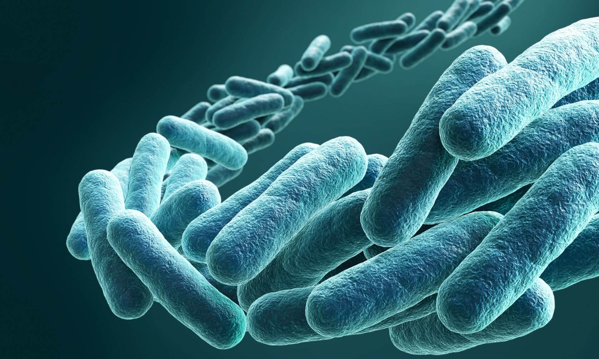 Selon l'étude, les bactéries renforcent leur paroi pendant les derniers instants de la division cellulaire.