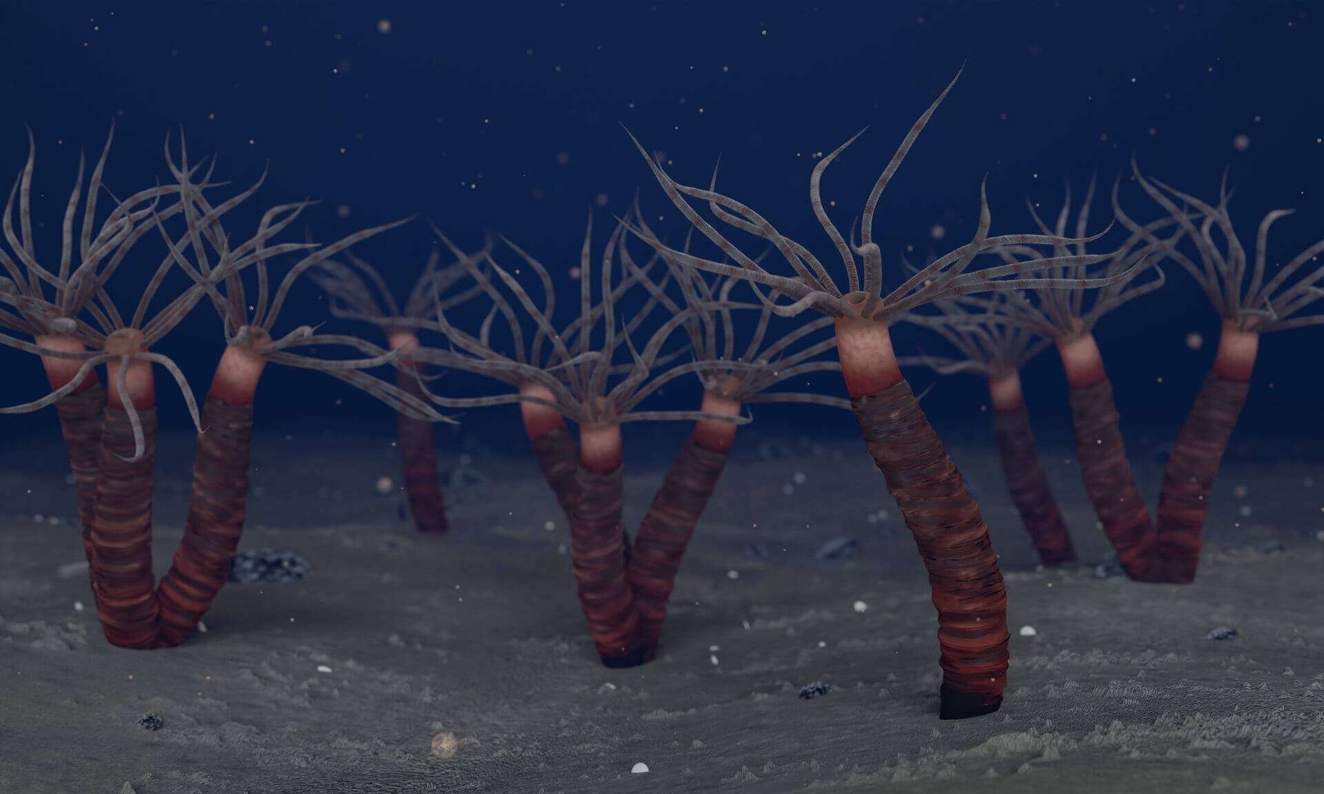 Interpretive drawings of Paleocanna tentaculum as living organisms: depiction of individual polyps living in single tubes, as well as clusters of two or three tubes attached together. 