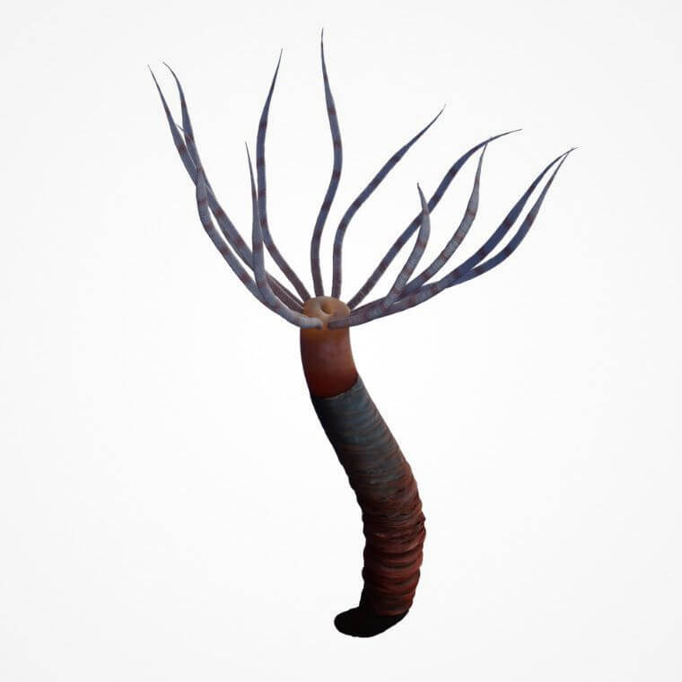 Dessins d'interprétation de Paleocanna tentaculum en tant qu'organismes vivants: vue latérale du tube, mettant en évidence l'ouverture du tube et les stries annulaires