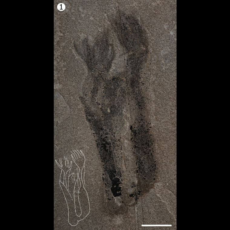 Un fossile de Paleocanna tentaculum photographié sous lumière polarisée croisée; le dessin au trait ci-joint illustre le contour du tube et des tentacules de l'organisme.