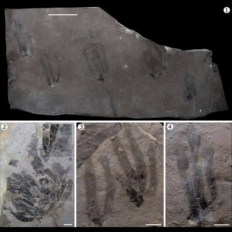 Des fossiles de Paleocanna tentaculum, regroupés ou isolés, orientés dans la même direction, ce qui suggère un enfouissement rapide. 