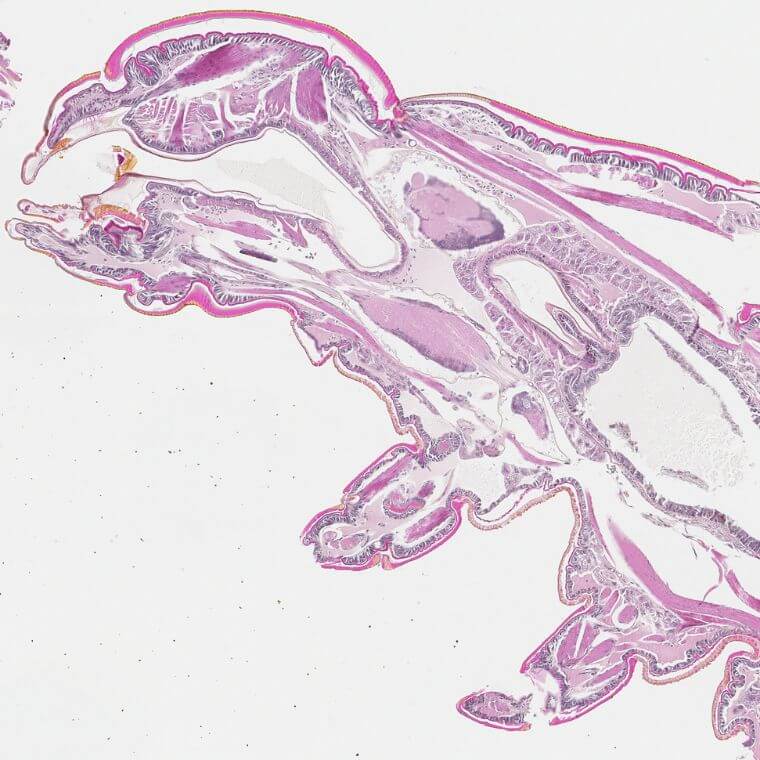 Le ténébrion en coupe histologique
