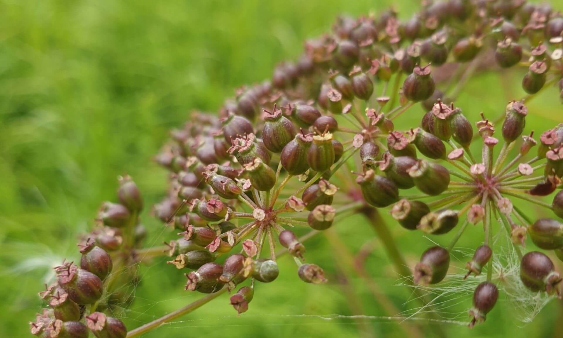 Inflorescence de la cicutaire de Victorin