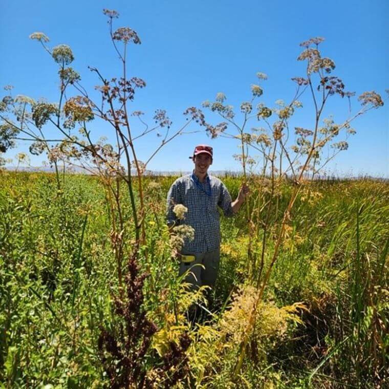 Thomas Villeneuve aux côtés de plants de cicutaires de Victorin (Cicuta maculata var. victorinii).