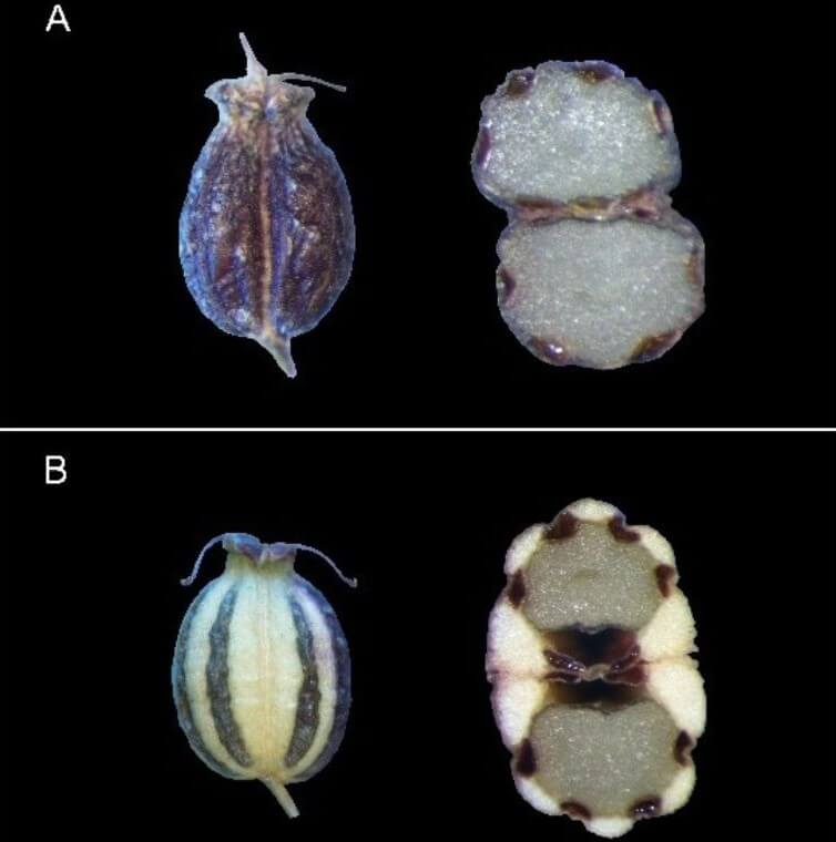 Différences au niveau des fruits complets (à gauche) et en coupe anatomique (à droite) de la cicutaire de Victorin (A) et la cicutaire maculée (B)