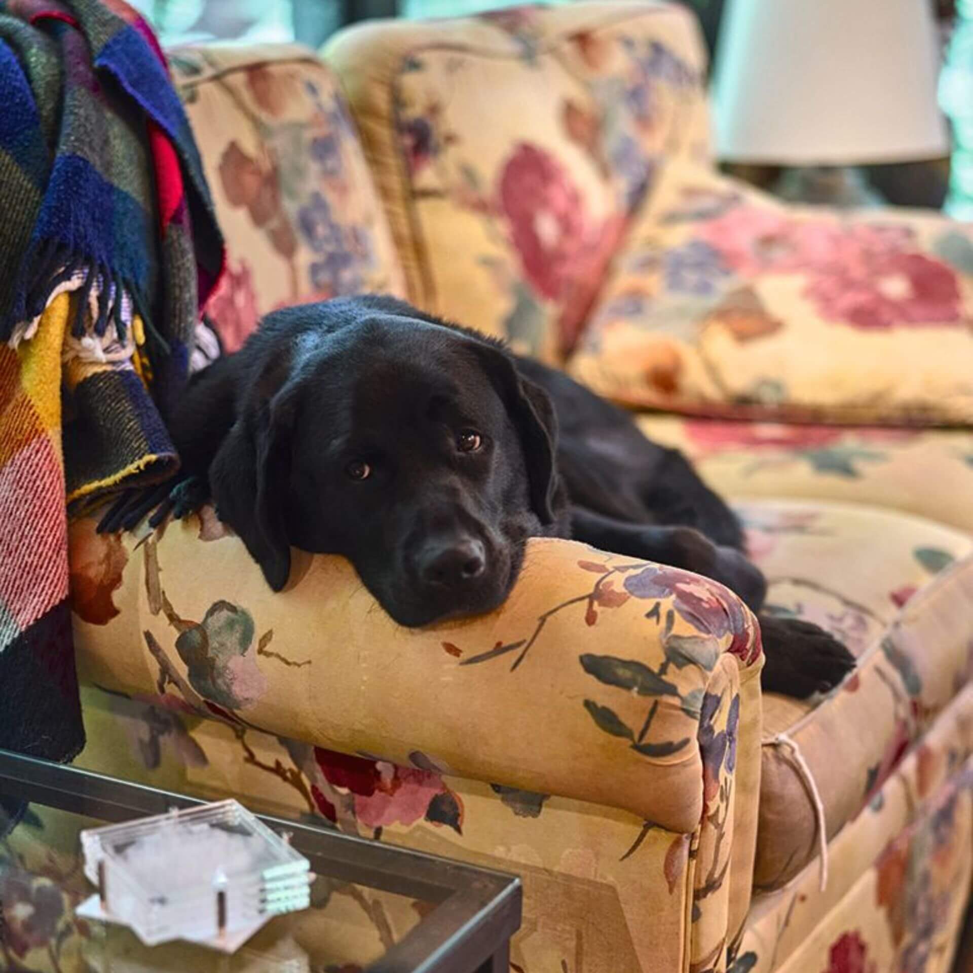 La chienne de Louise Arbour, Loma