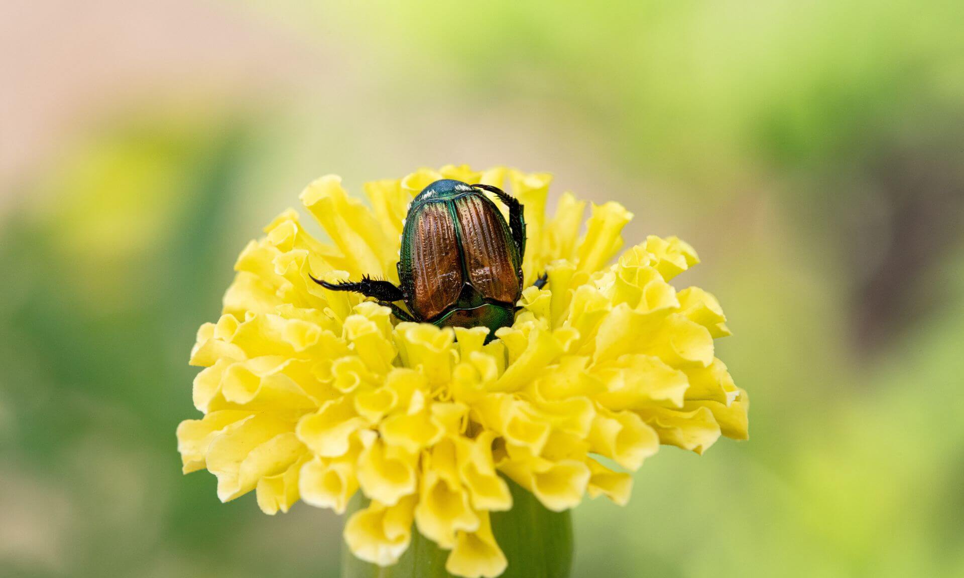 Un scarabée japonais sur un tagète