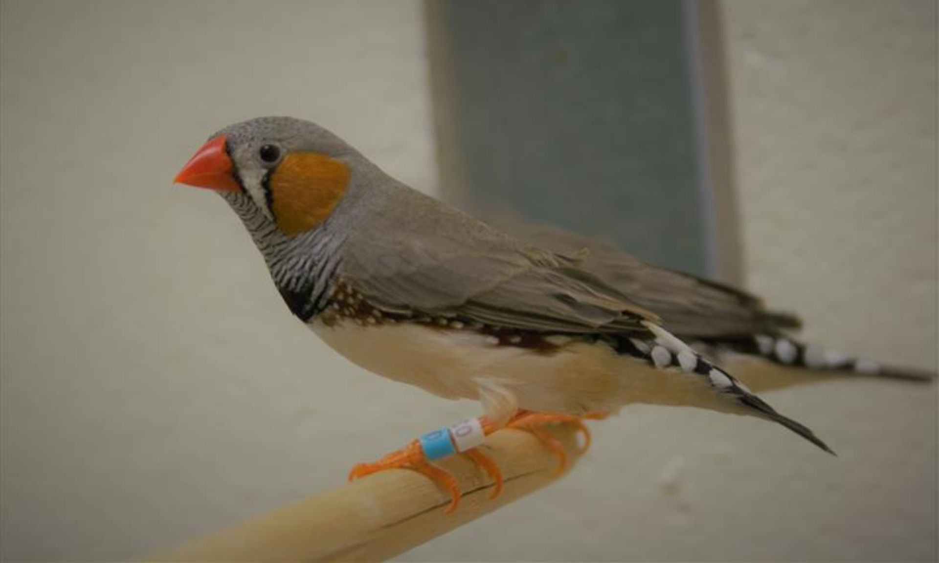 Un diamant mandarin mâle