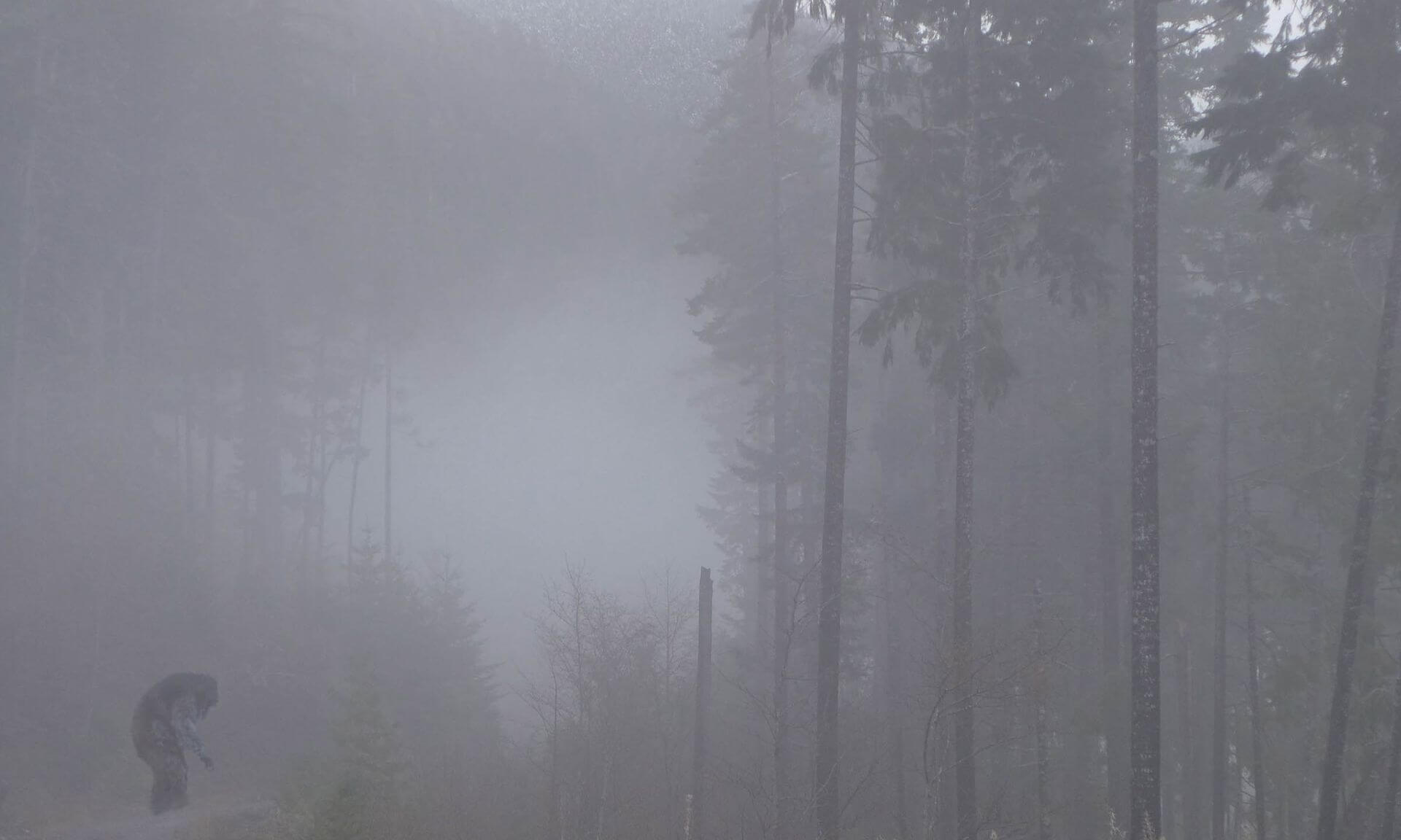 Une composition d'images associant une forêt brumeuse et une photo d'un singe des neiges du Japon, réalisée de manière à donner l'impression qu'un Bigfoot se promène dans la forêt.