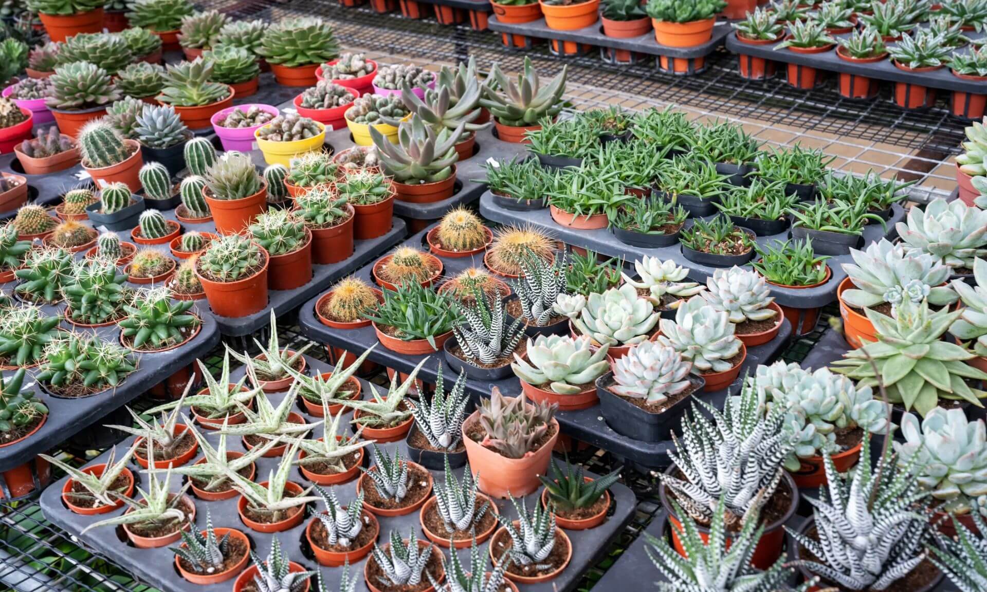 Les plateformes en ligne jouent un rôle facilitateur dans le trafic de plantes succulentes: elles n’exigent pas des vendeurs qu’ils affichent leurs permis ni le statut de conservation des espèces offertes. Les participants se fient aux évaluations d’autres acheteurs pour jauger la fiabilité d’un vendeur, substituant ce mécanisme à toute vérification de légalité.