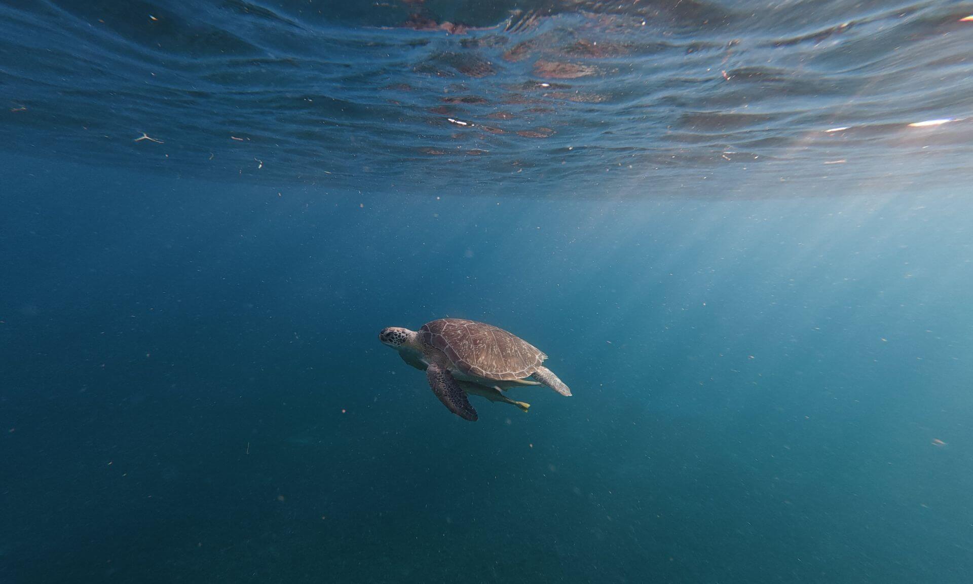 Tortue seule