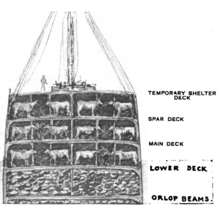 Croquis d’une coupe transversale d'un navire de transport de bétail, montrant la répartition des bovins sur les différents ponts.