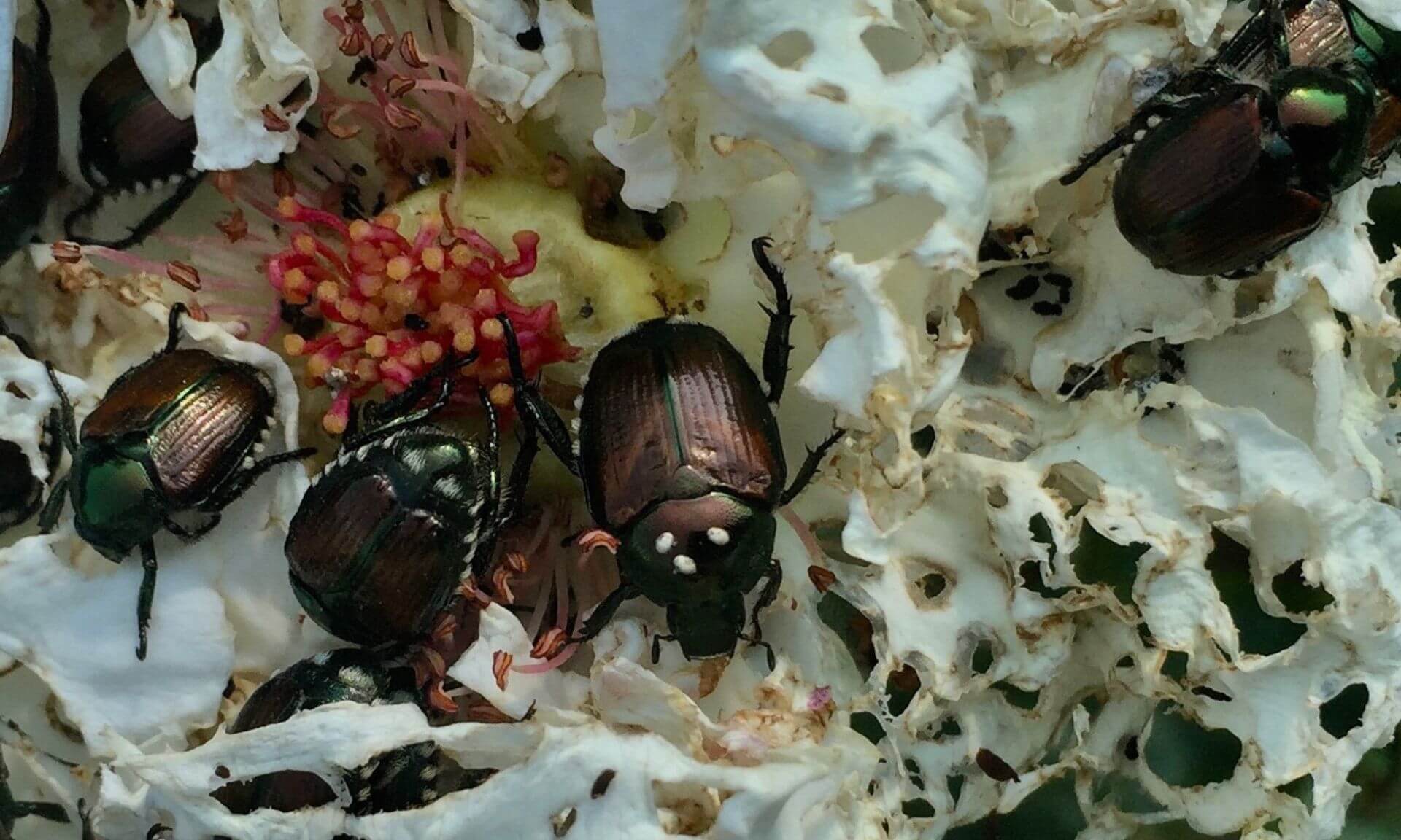 Au centre de l’image, le point blanc sur la carapace du scarabée témoigne qu’il est parasité par un œuf de la mouche Istocheta aldrichi.