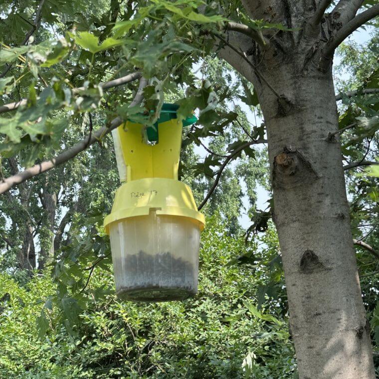 L’un des pièges à phéromones utilisés pour capturer les scarabées japonais et dénombrer ceux qui sont parasités par des œufs de la mouche Istocheta aldrichi.