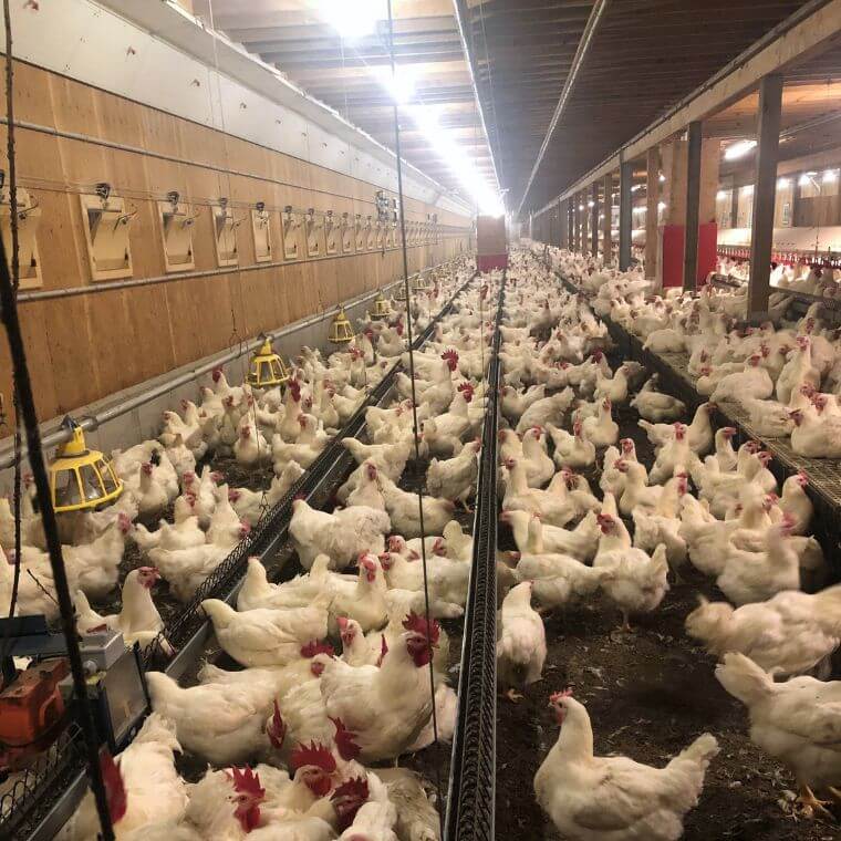Chez les travailleurs des poulaillers de reproducteurs, une majorité rapportent des symptômes ponctuels comme le nez bouché ou une toux légère, malgré le port d'une protection respiratoire dans une proportion de 96 %. Les visites de terrain menées au Québec révèlent toutefois que le port de cet équipement n'est pas toujours constant, ce qui réduit l'efficacité de la protection contre l'ammoniac.