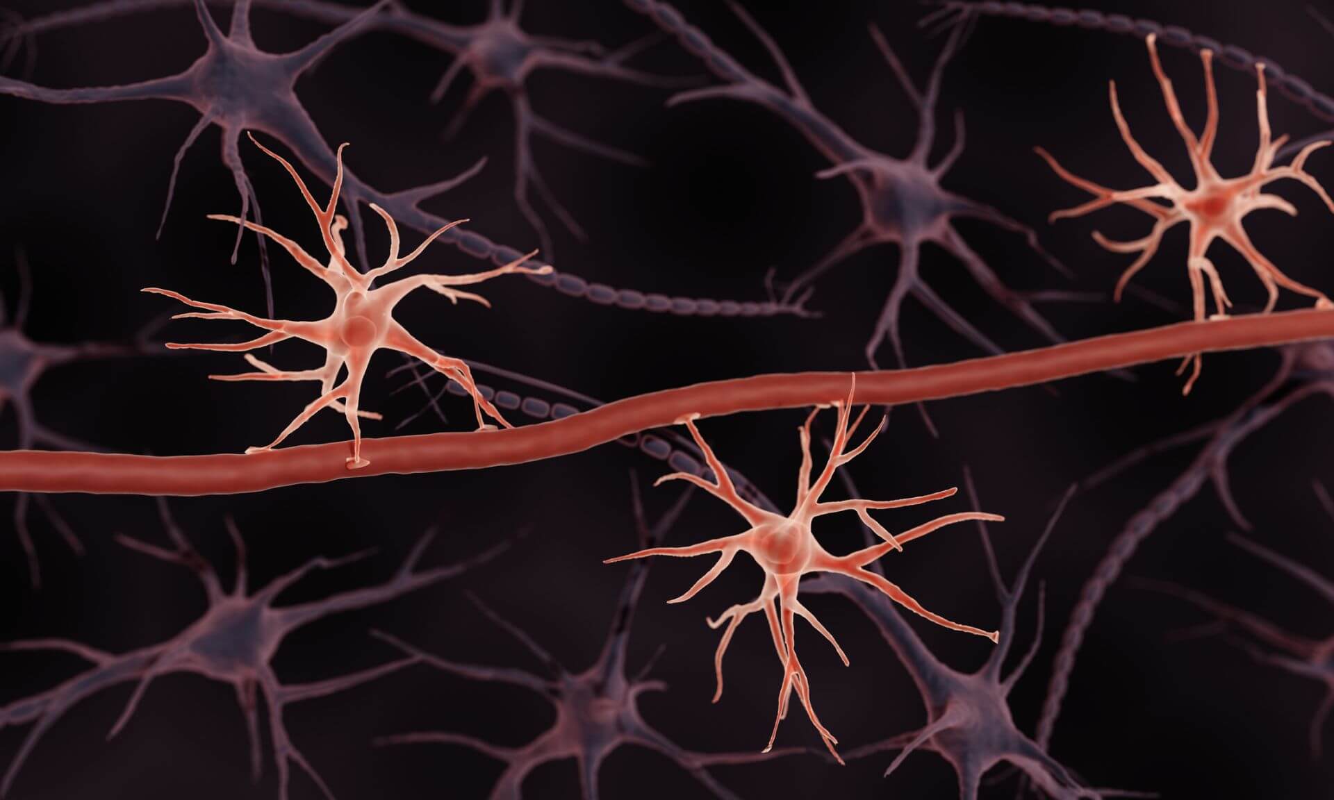 Les astrocytes sont sensibles à une diversité d’hormones et de neurotransmetteurs.