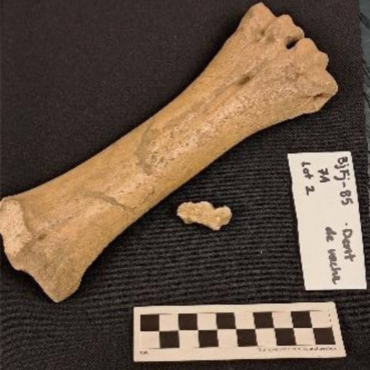 Faune retrouvée dans les remblais du cimetière