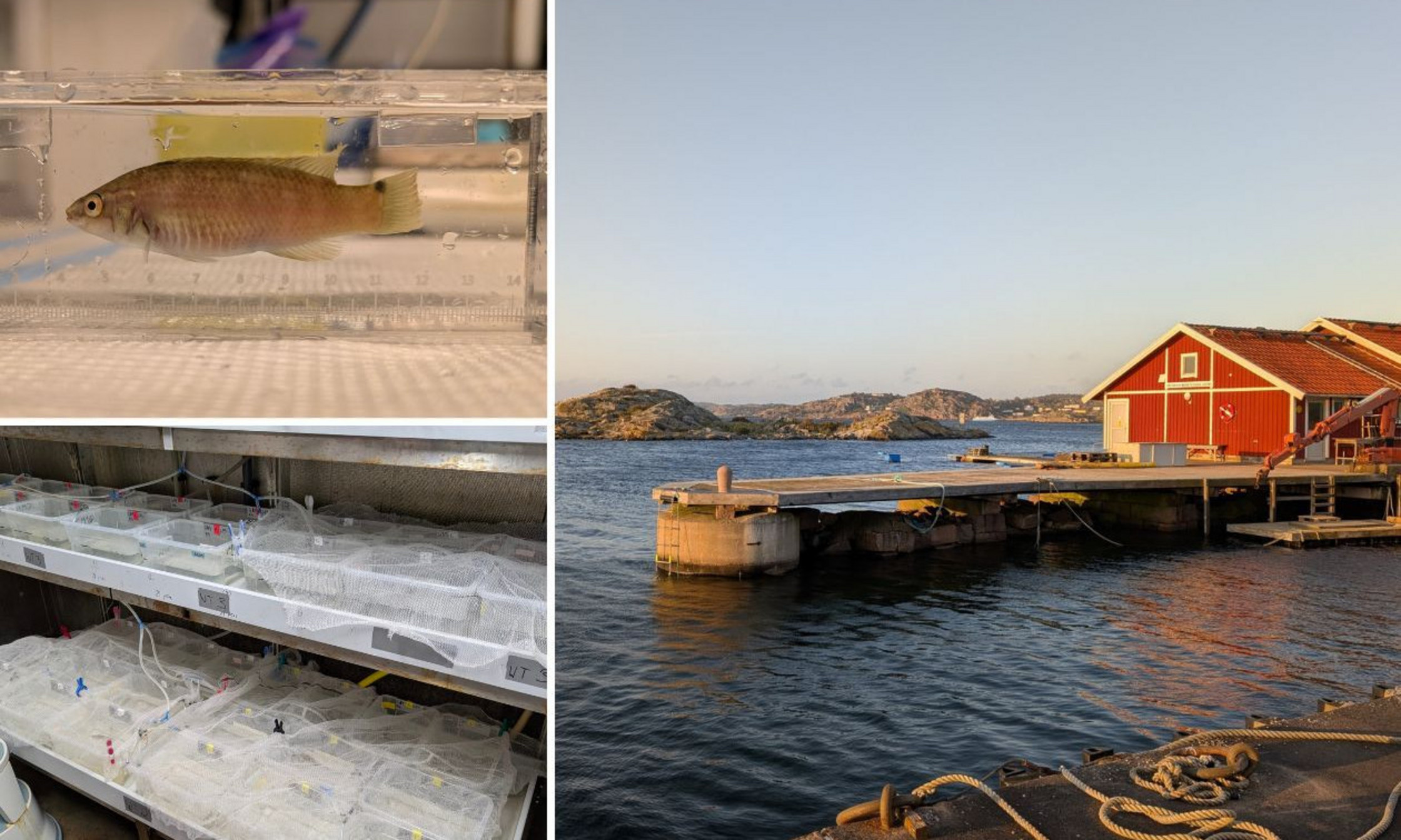 Dans la station de recherche marine de Kristineberg, située sur la côte ouest suédoise, 32 scientifiques internationaux se sont réunis cet été pour comprendre de quelle façon la pollution métallique affecte la santé des poissons.