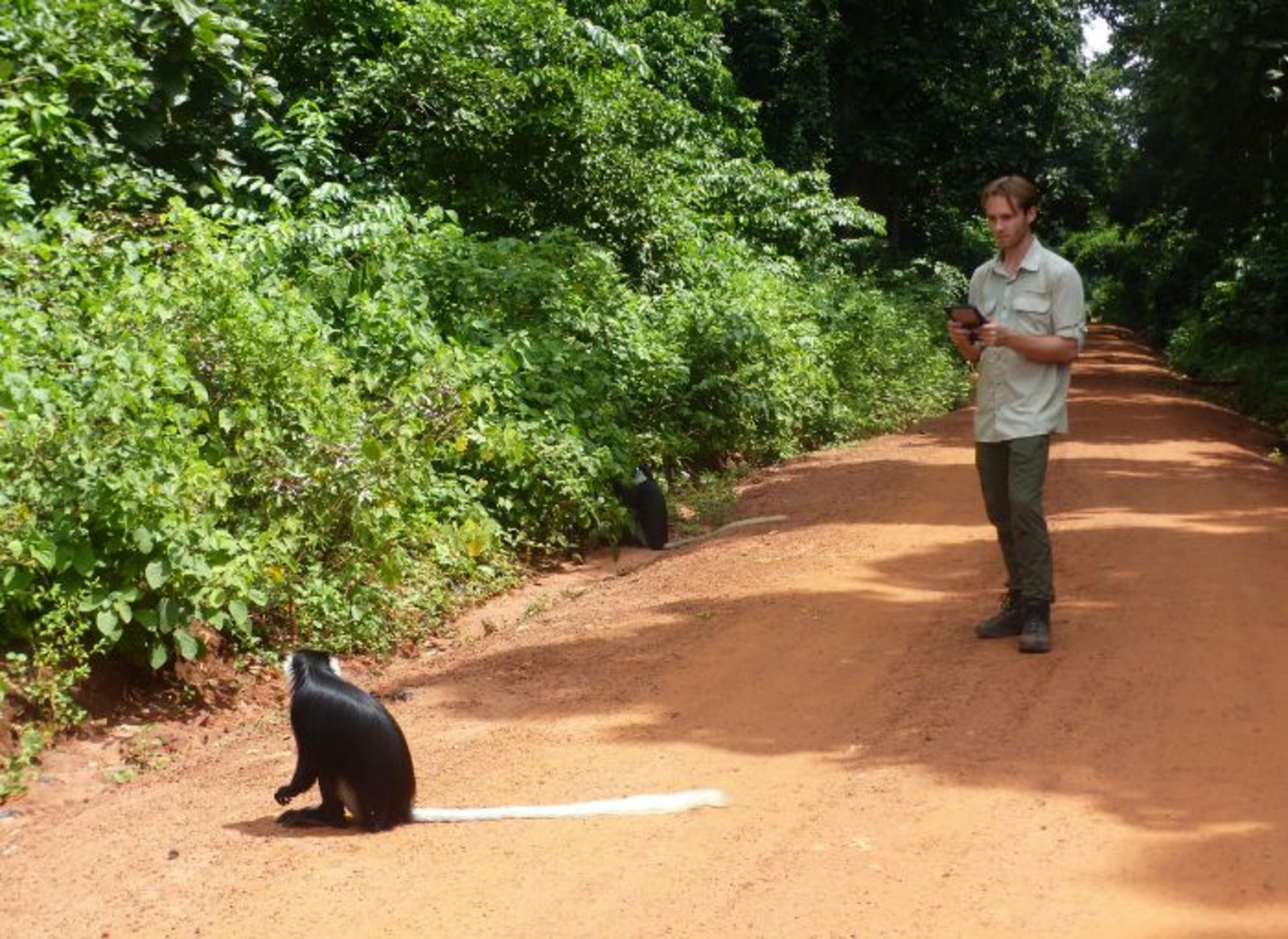 Medrick Heppell observe la femelle nommée Vampire, dans la forêt protégée de Boabeng-Fiema, au Ghana.