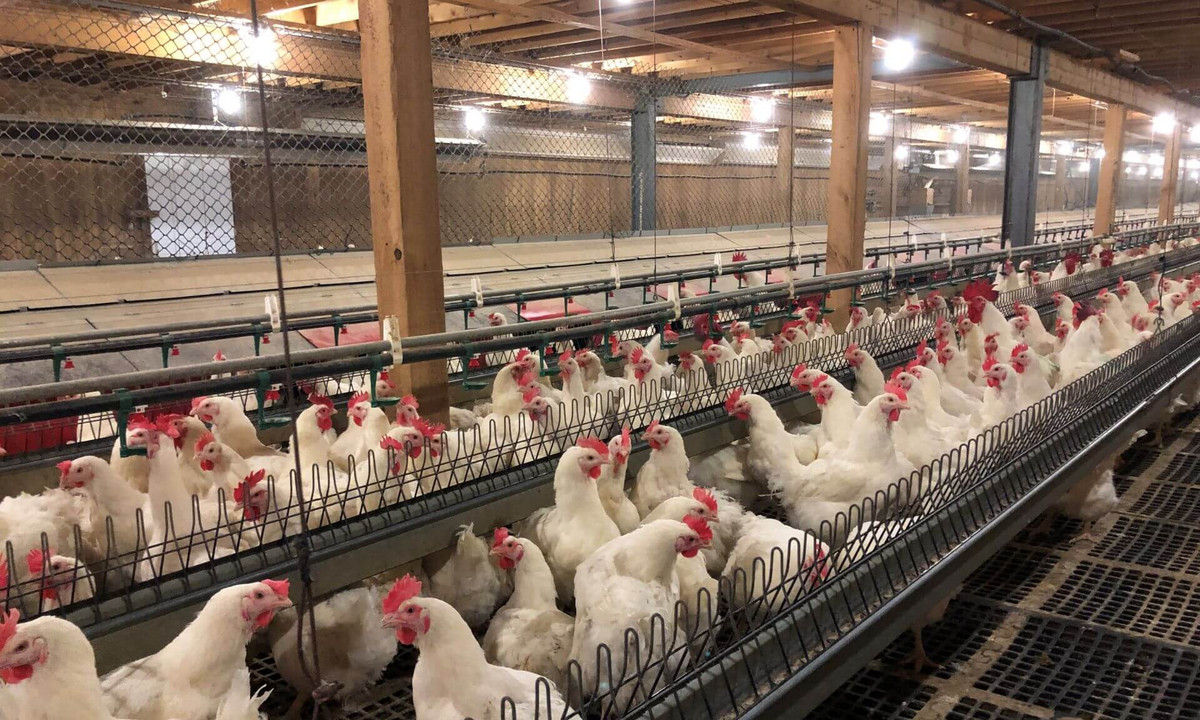 Dans les bâtiments d'élevage de poulets reproducteurs, près de la moitié des échantillons d'air prélevés dépassaient la limite reconnue d'ammoniac, selon une étude combinant un sondage auprès de 27 producteurs de six provinces et un suivi sur le terrain dans 10 fermes québécoises.
