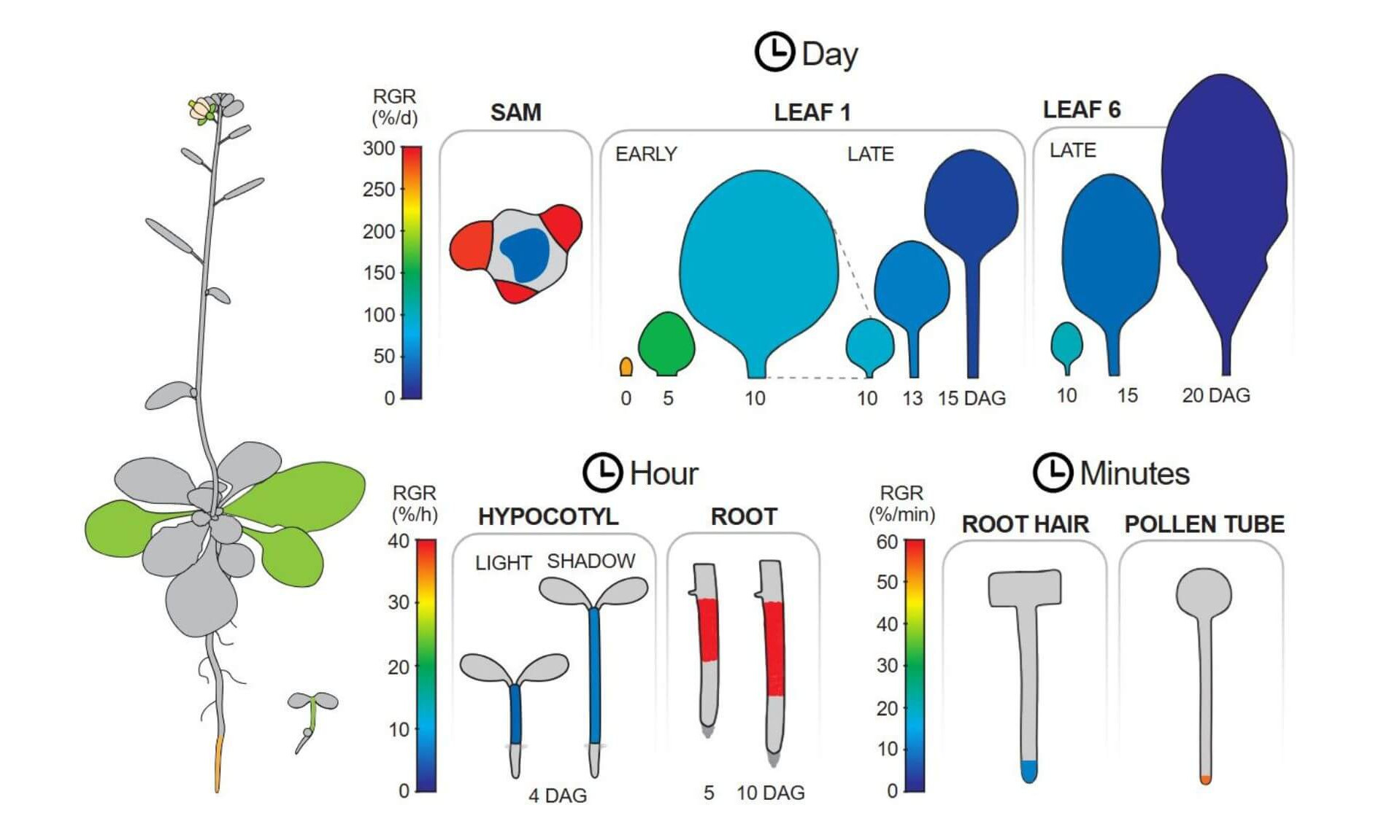 Atlas of Arabidopsis thaliana organ growth at different stages of development