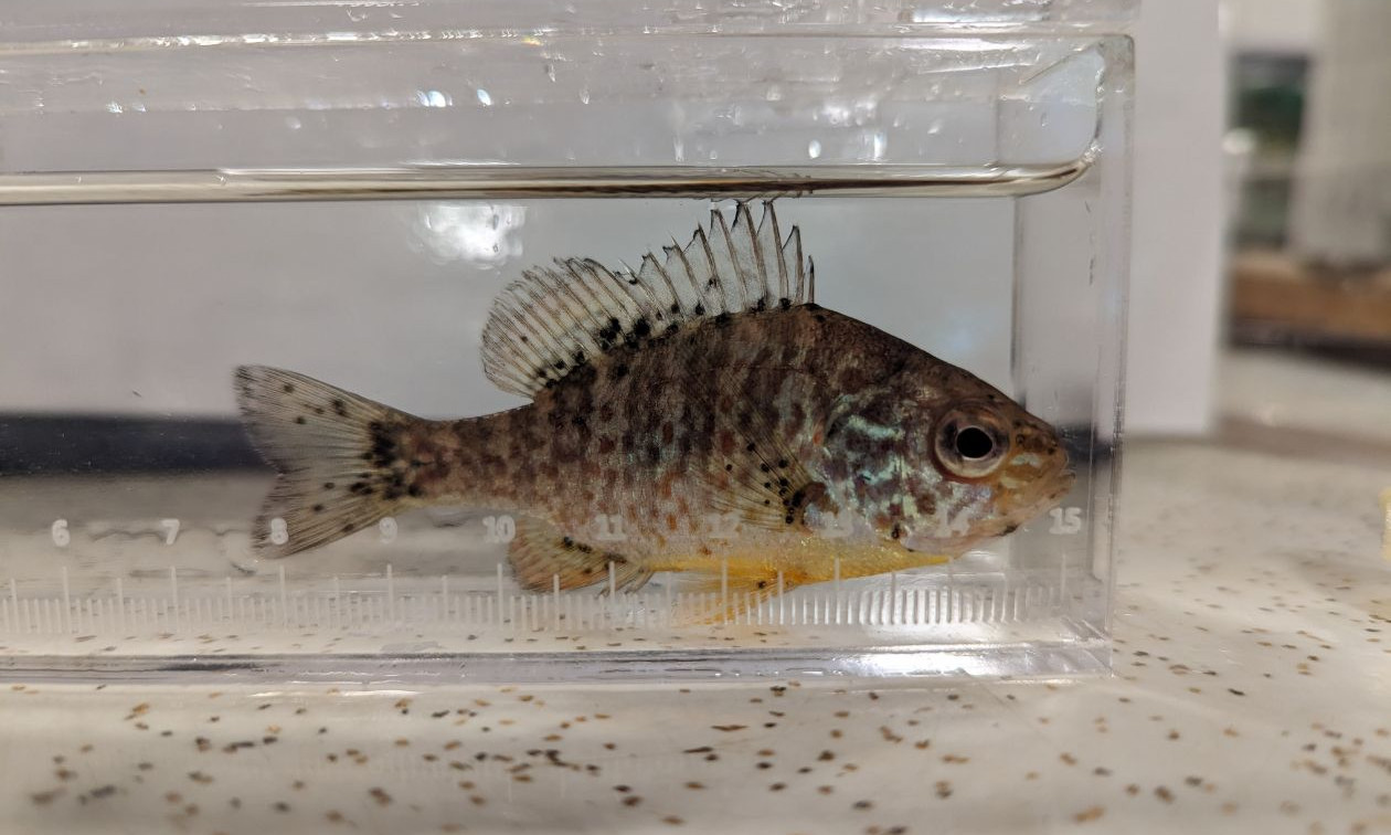 Un spécimen infesté