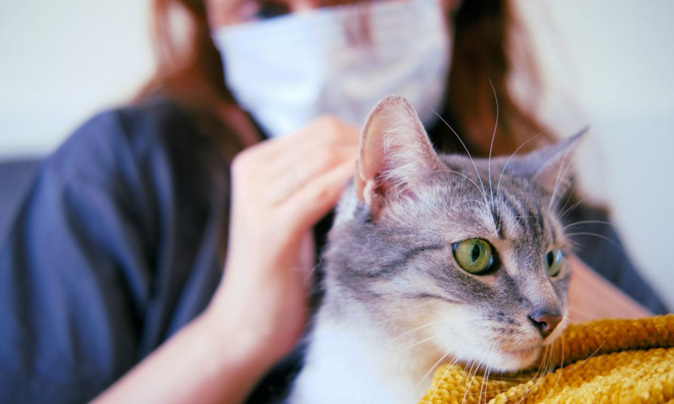Le ministère de l’Agriculture, des Pêcheries et de l’Alimentation du Québec a été informé de ce premier cas et l’a rendu public le 25 février.