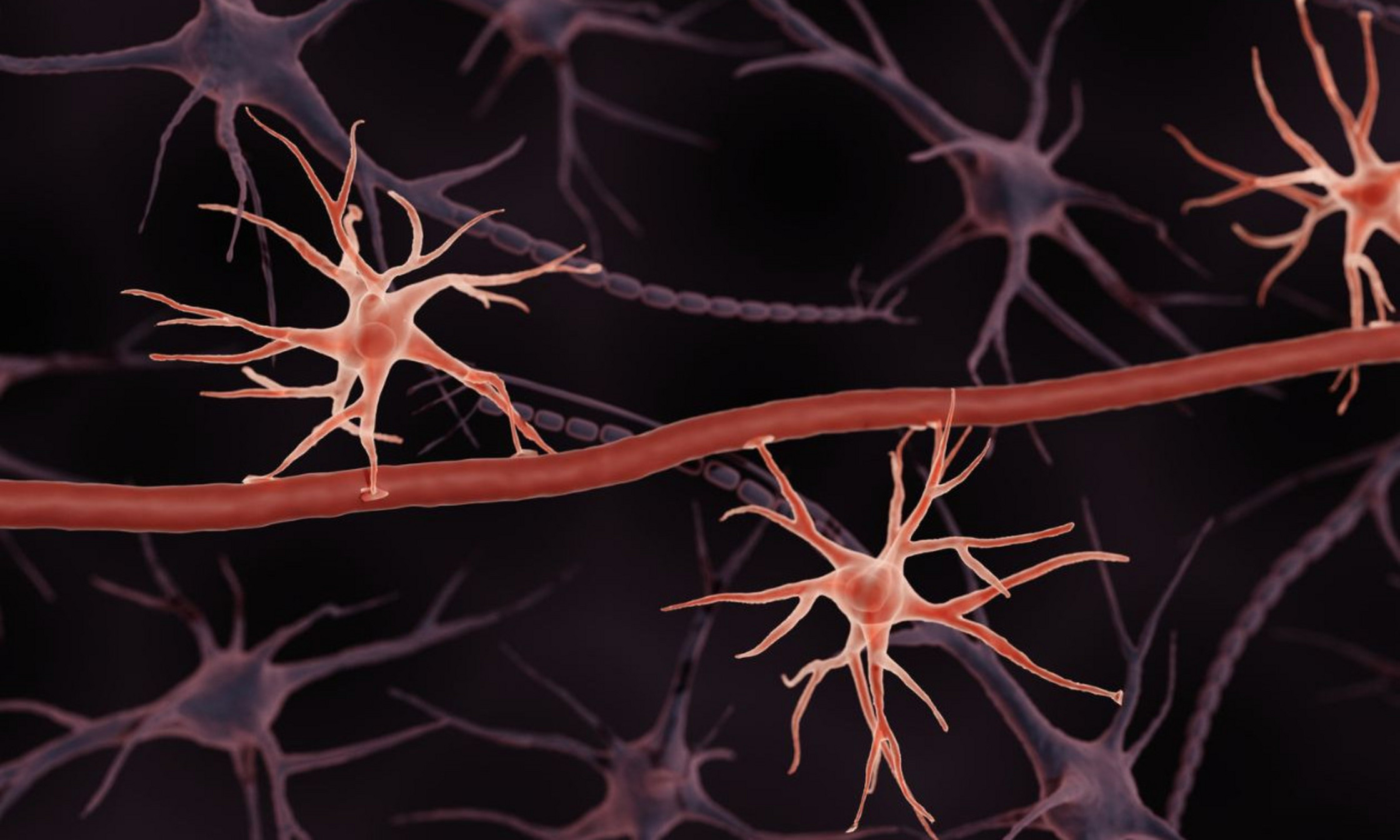 Astrocytes, a type of non-neuronal brain cell