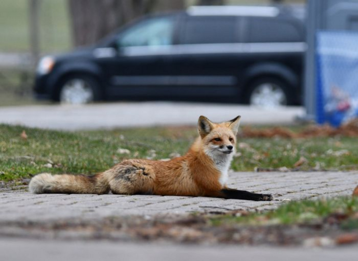 Très présente au Québec, la maladie de Carré touche surtout les canidés, dont les chiens, les coyotes, les loups et les renards.