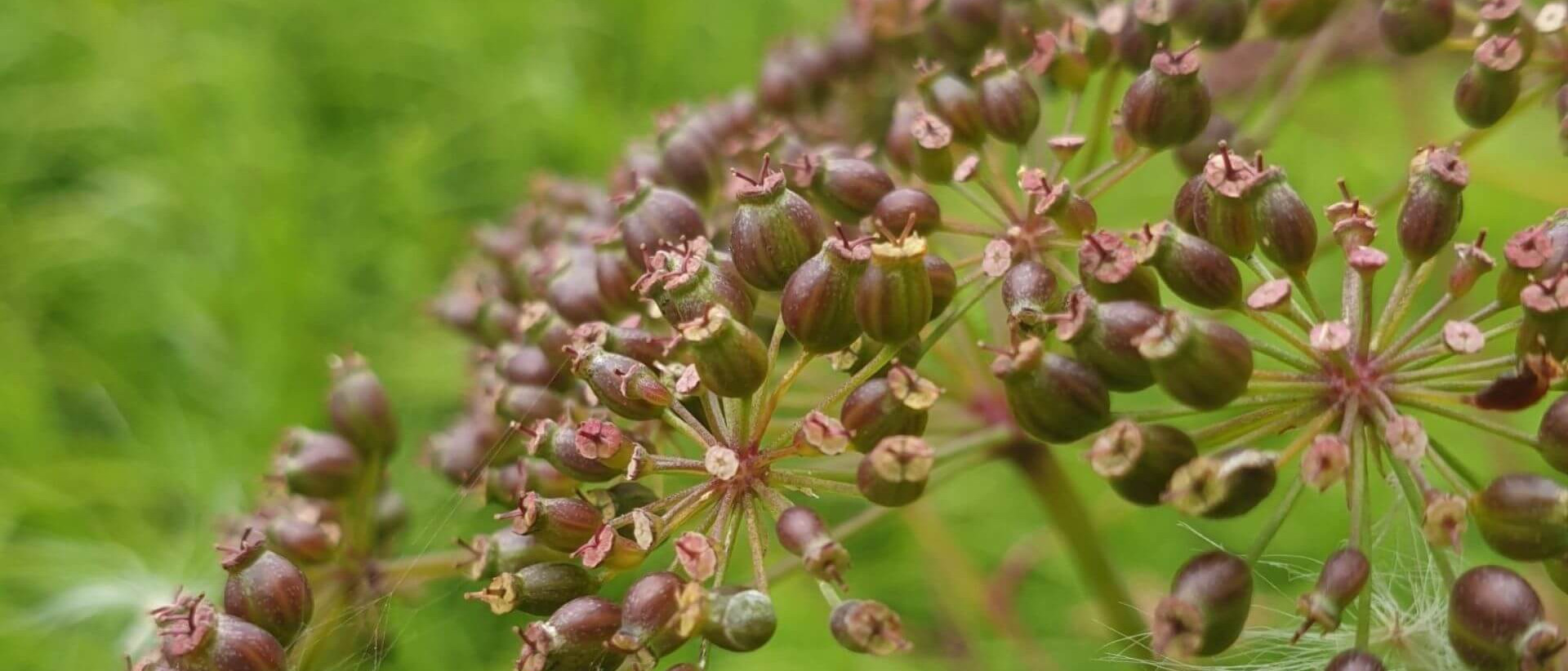 Inflorescence de la cicutaire de Victorin
