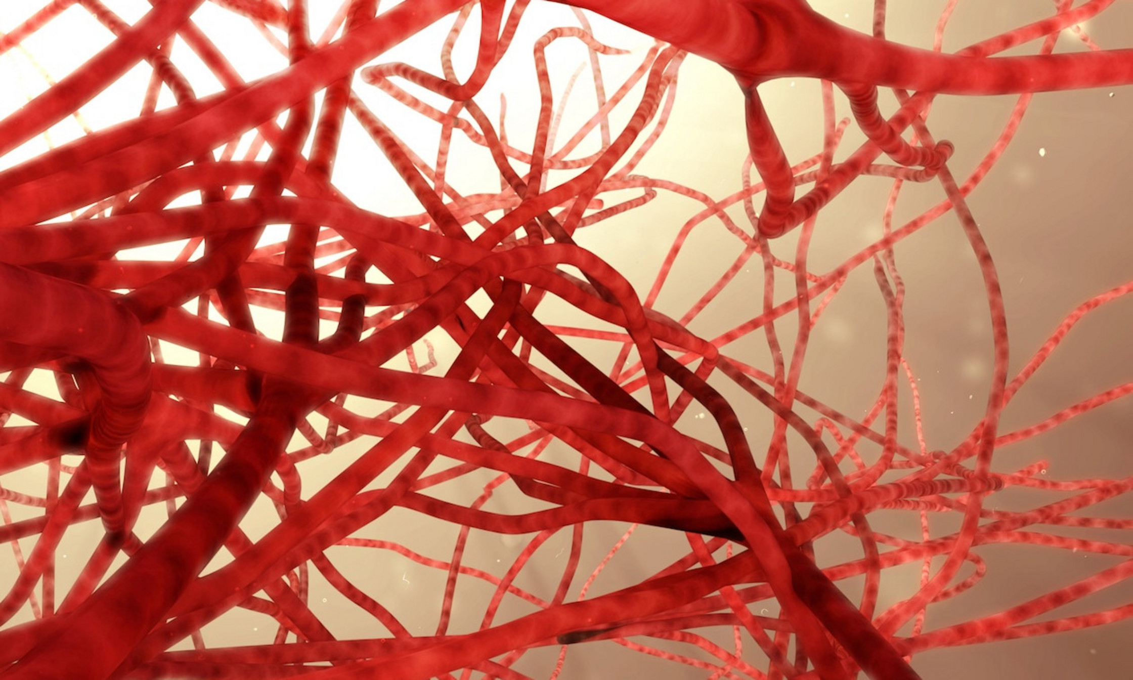 Représentation de vaisseaux sanguins