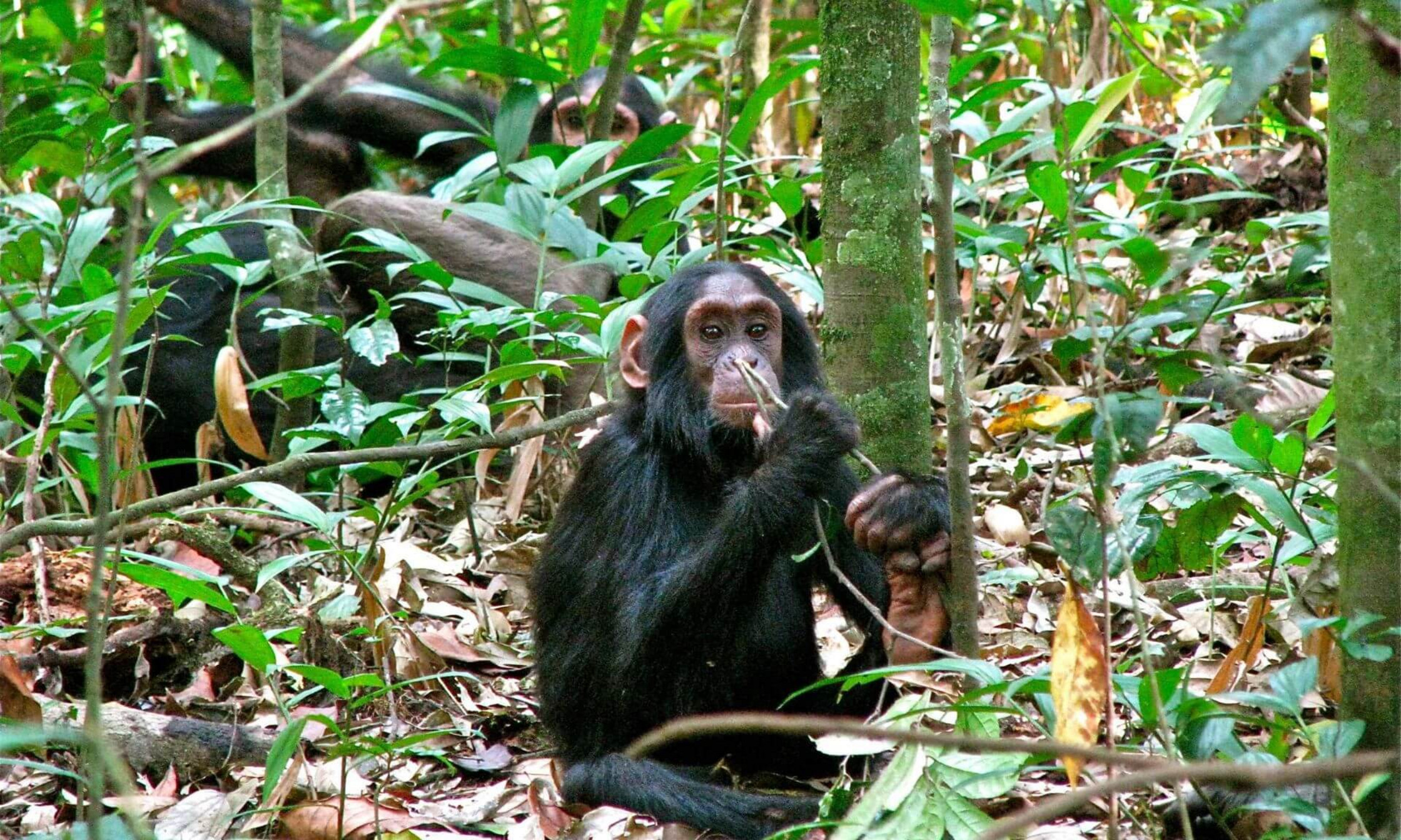 The study explores the toolmaking skills of young chimpanzees at the Ngogo research site. In the photo, Freddie, a five-year-old chimpanzee, manipulates a branch.