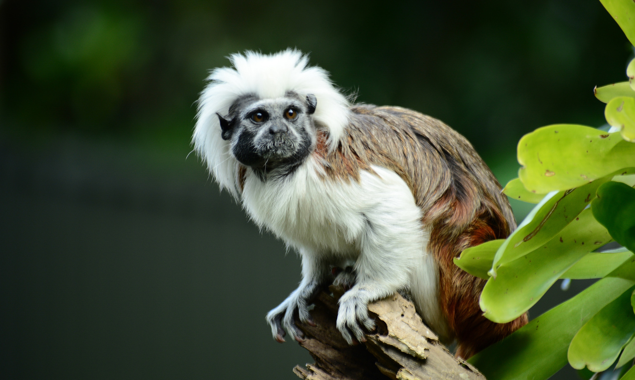  Biodiversity is under serious threat in Colombia's tropical dry forest