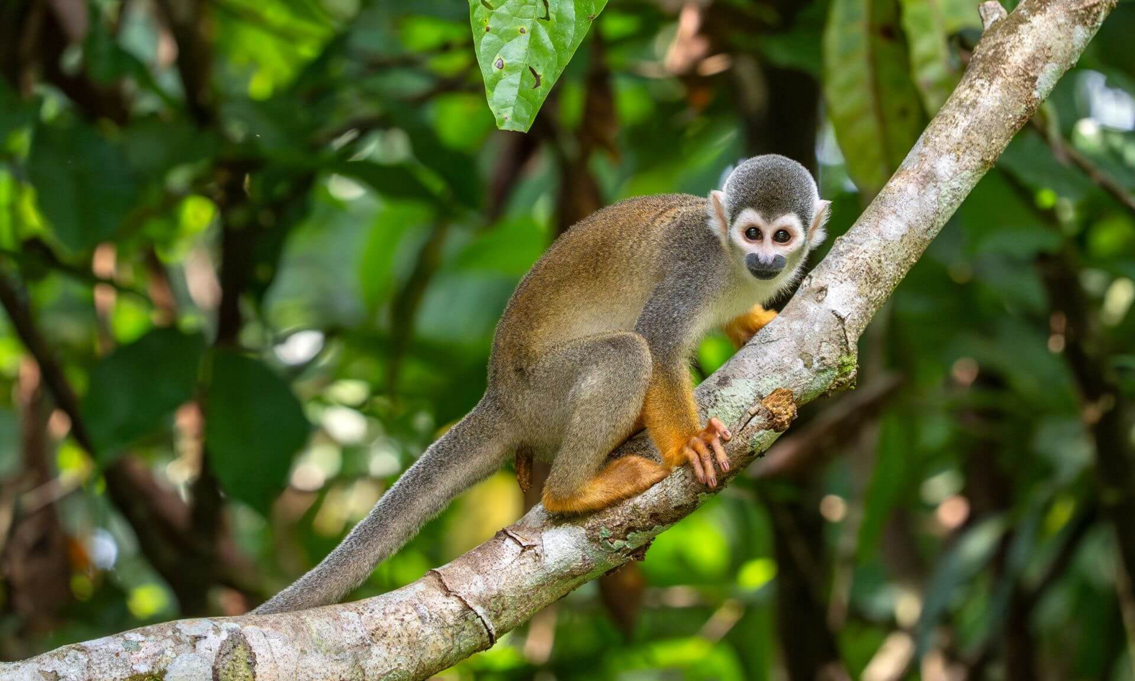 La biodiversité est profondément menacée dans la forêt tropicale sèche de Colombie