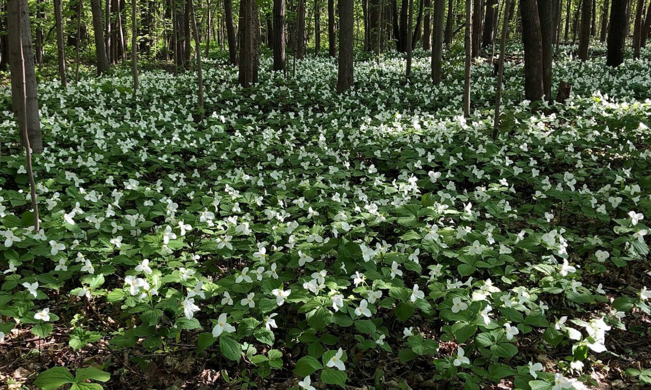 Les fleurs de trille pointant dans la même direction.