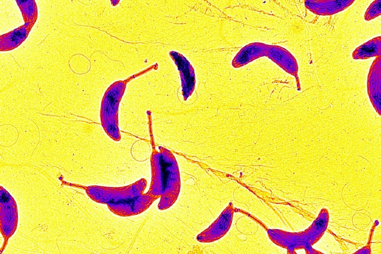 Cellules individuelles de «Caulobacter»