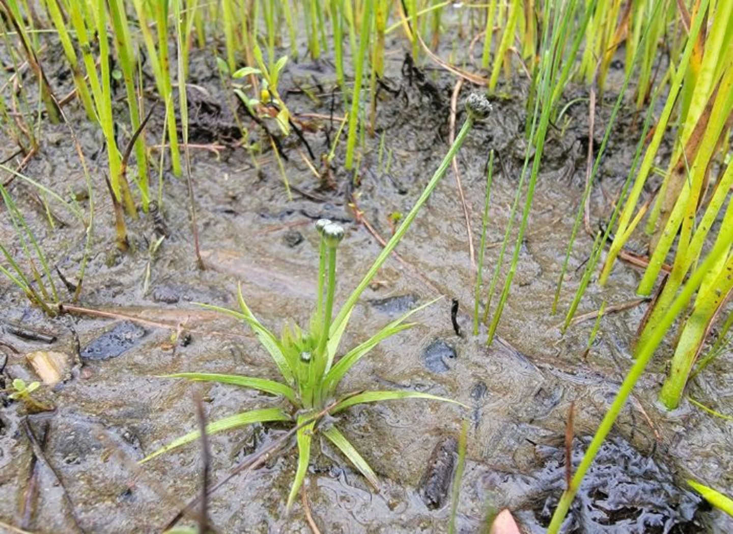Eriocaulon parkeri (Eriocaulon de Parker)