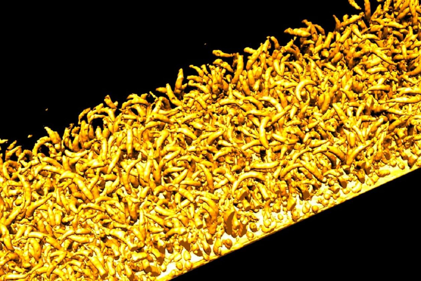 Biofilm bactérien mature constitué de cellules de «Caulobacter» s'étant formé sur une surface de verre. 
