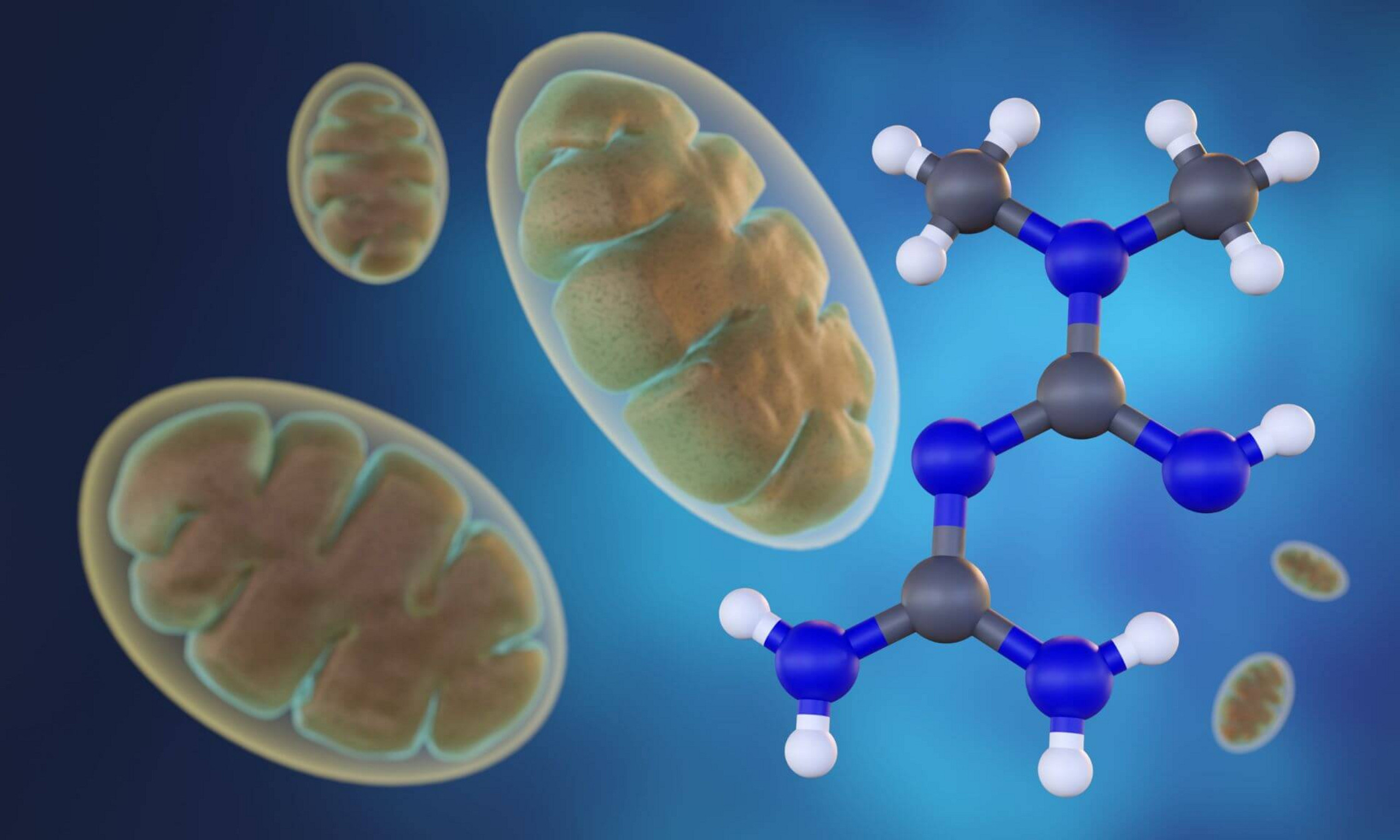 A 3d rendering of metformin, a small molecule, is actively transported into the mitochondria. There, it targets F1F0 ATP synthase and inhibits the electron transport chain, inhibiting ATP production.