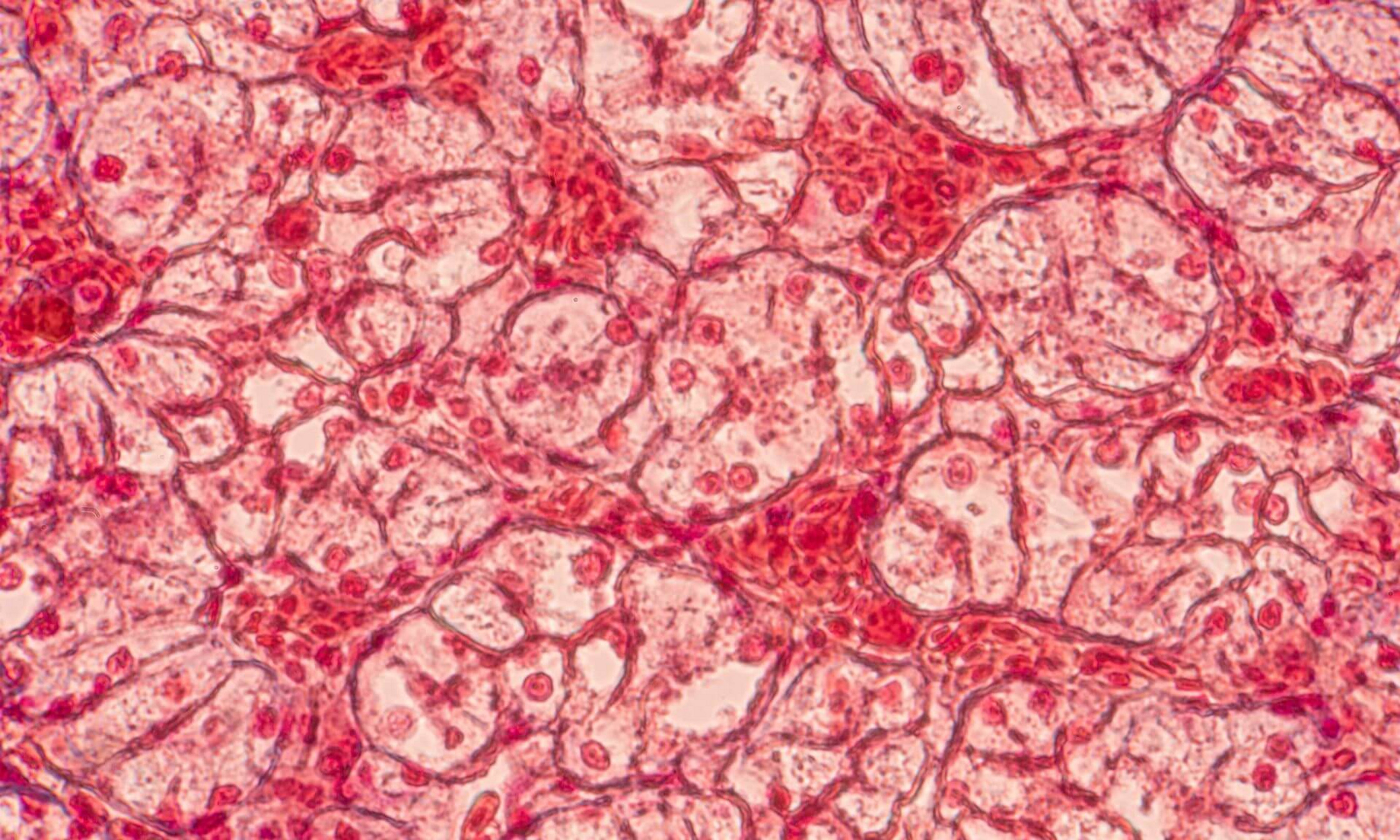 Squamous epithelial cells under microscope view for education histology.