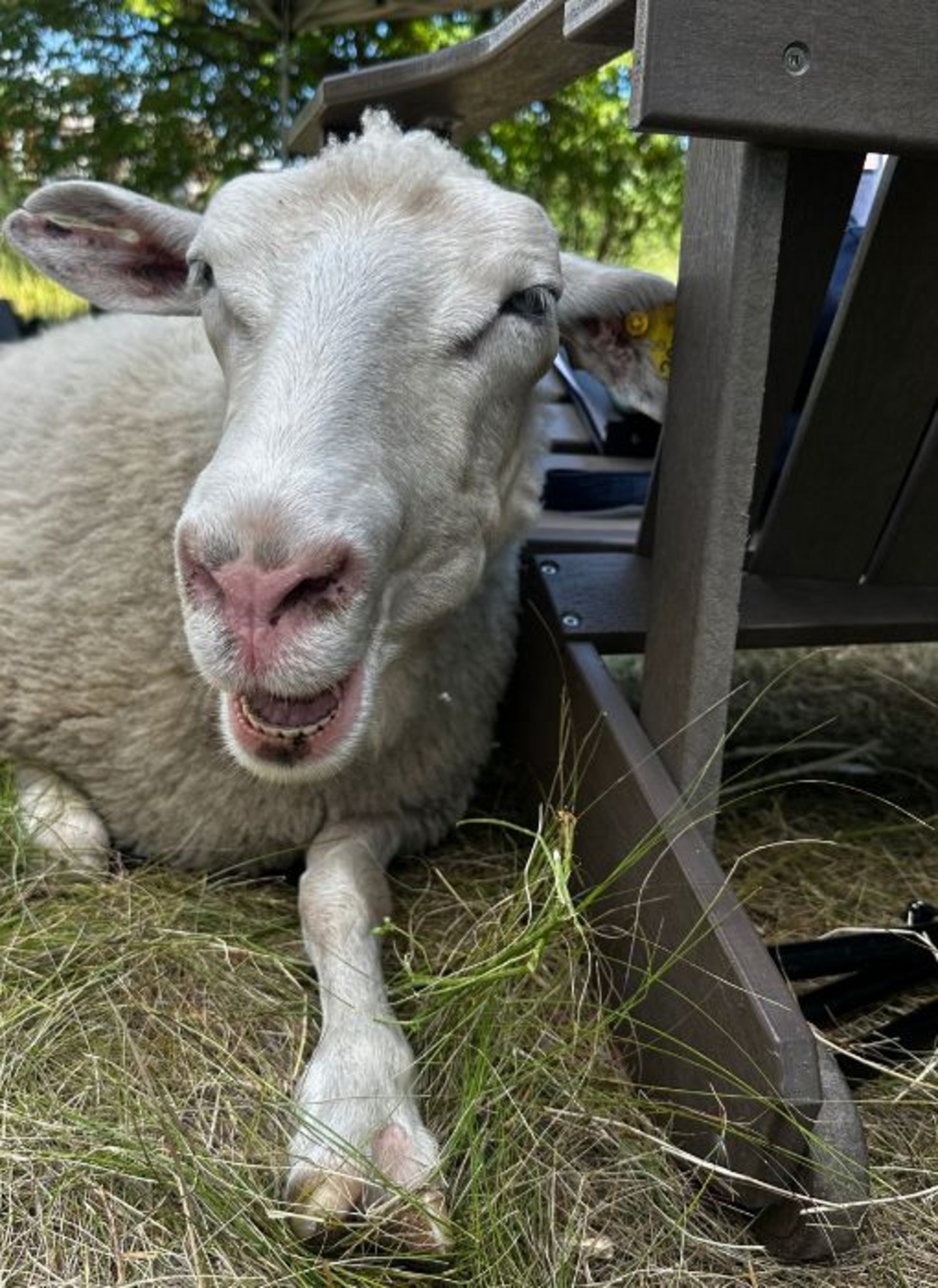 Une première collecte de données a été effectuée l’été dernier au parc Maisonneuve, où les moutons de Biquette pâturent depuis plusieurs années.