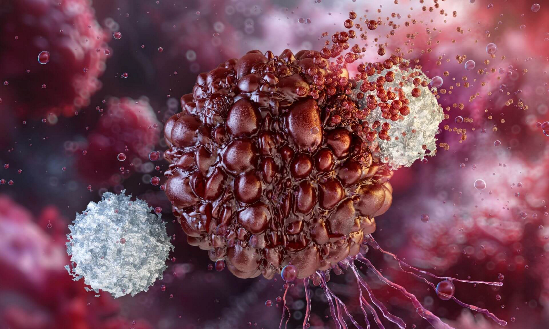 Le laboratoire du Dr Veillette a démontré que SLAMF6 n’a pas besoin d’interagir avec la tumeur pour affaiblir la réponse immunitaire.