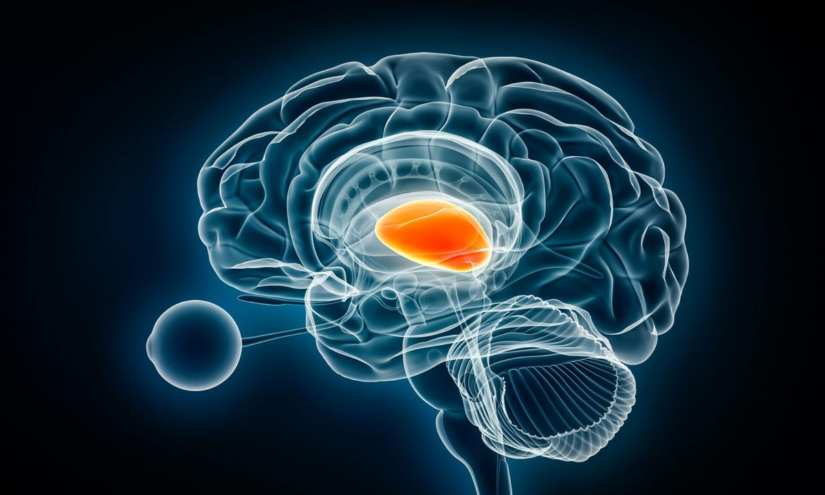 Les résultats de l'étude mettent en lumière le potentiel de la technologie pour sonder les réseaux neuronaux de la douleur avec la mise au point d’interventions cliniques efficaces.
