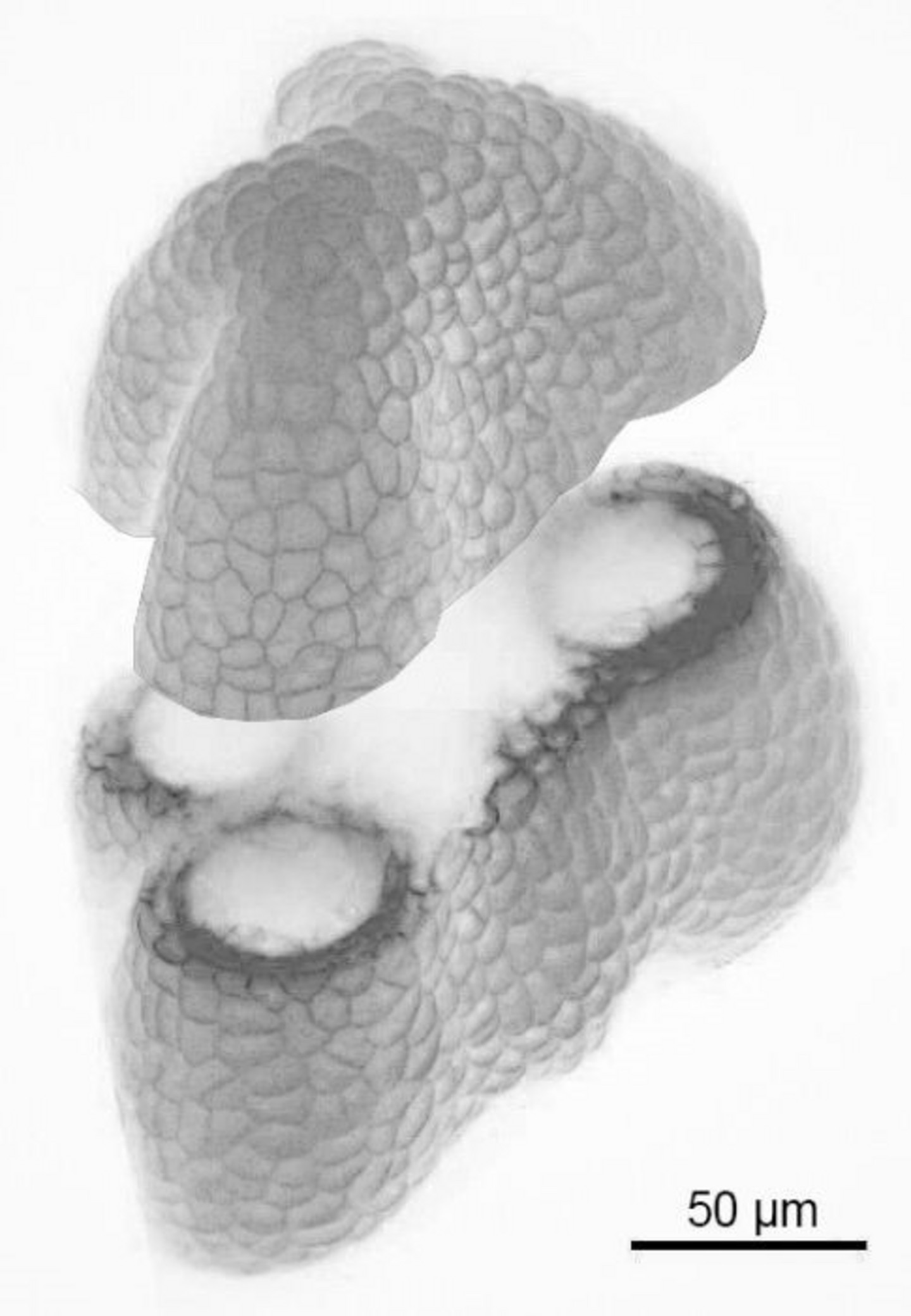 Image en 3D de l'anthère en développement, par microscopie laser confocale. La coupe virtuelle montre les cellules dans différentes couches.