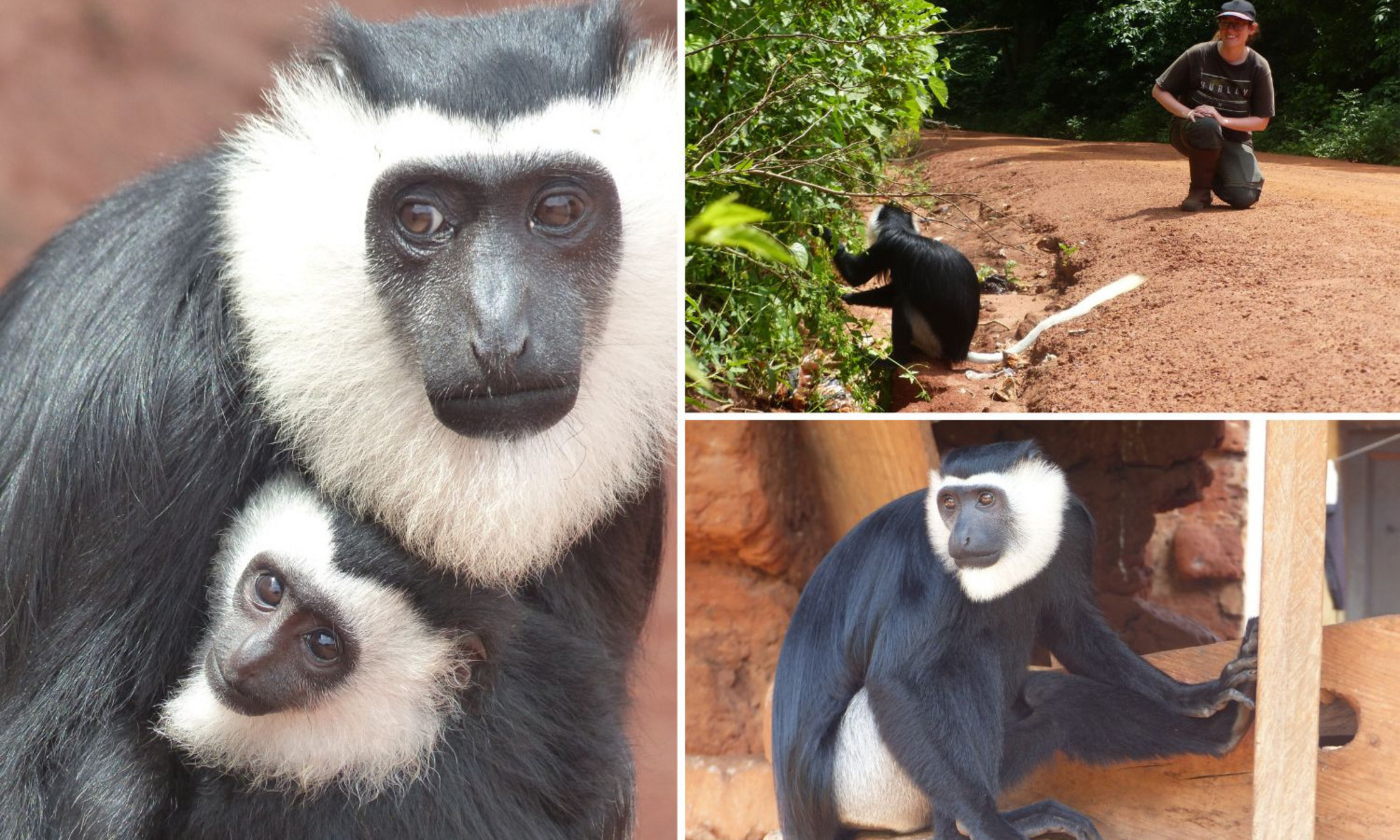 Vampire et Vipa, sa fille née en janvier 2025, du groupe Winter; Marine Larrivaz avec la femelle Vampire; le mâle Cooper, du groupe Wawa, aux aguets dans une maison des locaux. Vampire et Vipa, sa fille née en janvier 2025 du groupe Winter; Marine Larrivaz, avec la femelle Vampire; le mâle Cooper, du groupe Wawa, aux aguets dans une maison des locaux.