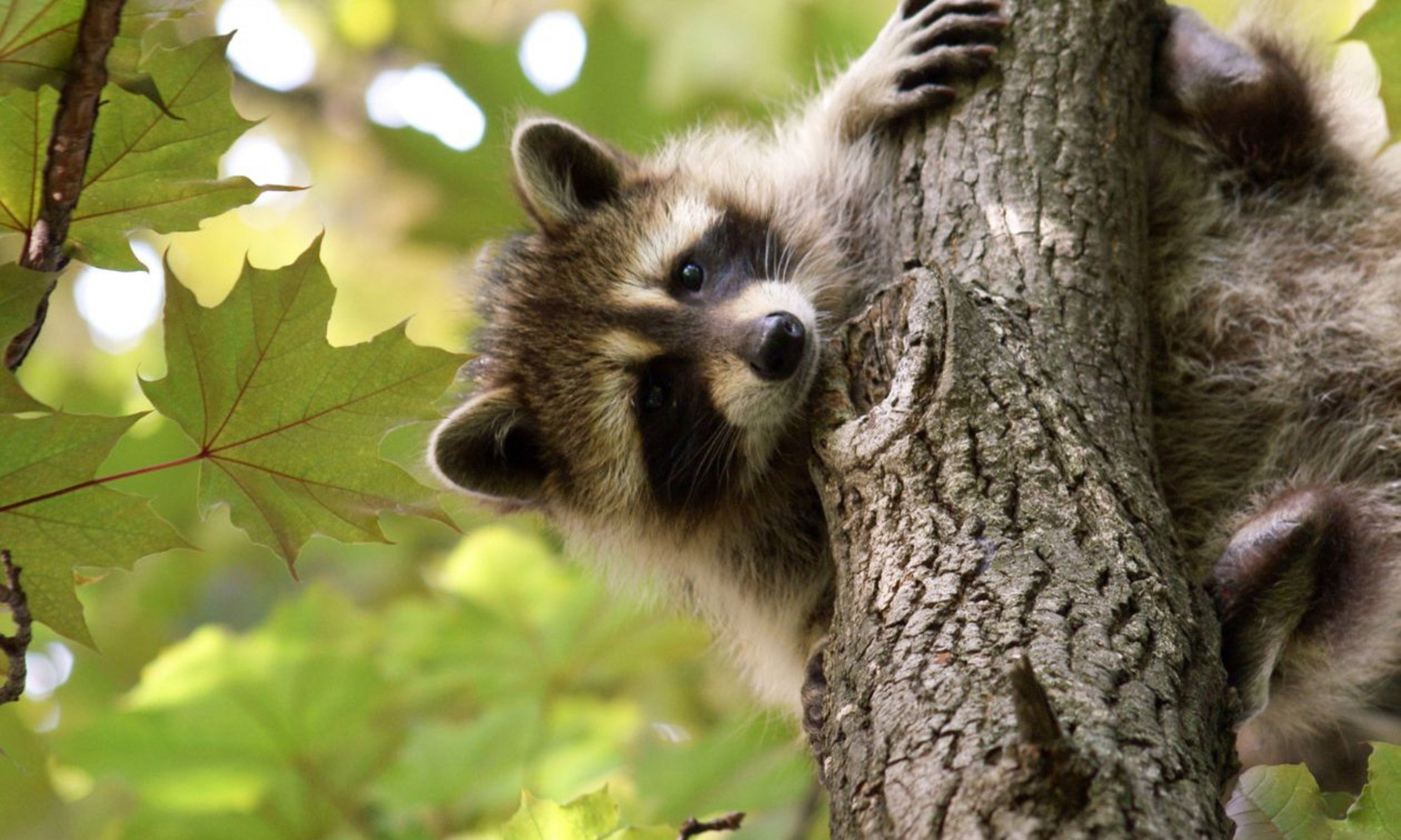 Début avril, une hausse du nombre de cas de rage du raton laveur a été constatée au Vermont, dont un cas recensé à 10 km de la frontière avec le Québec.